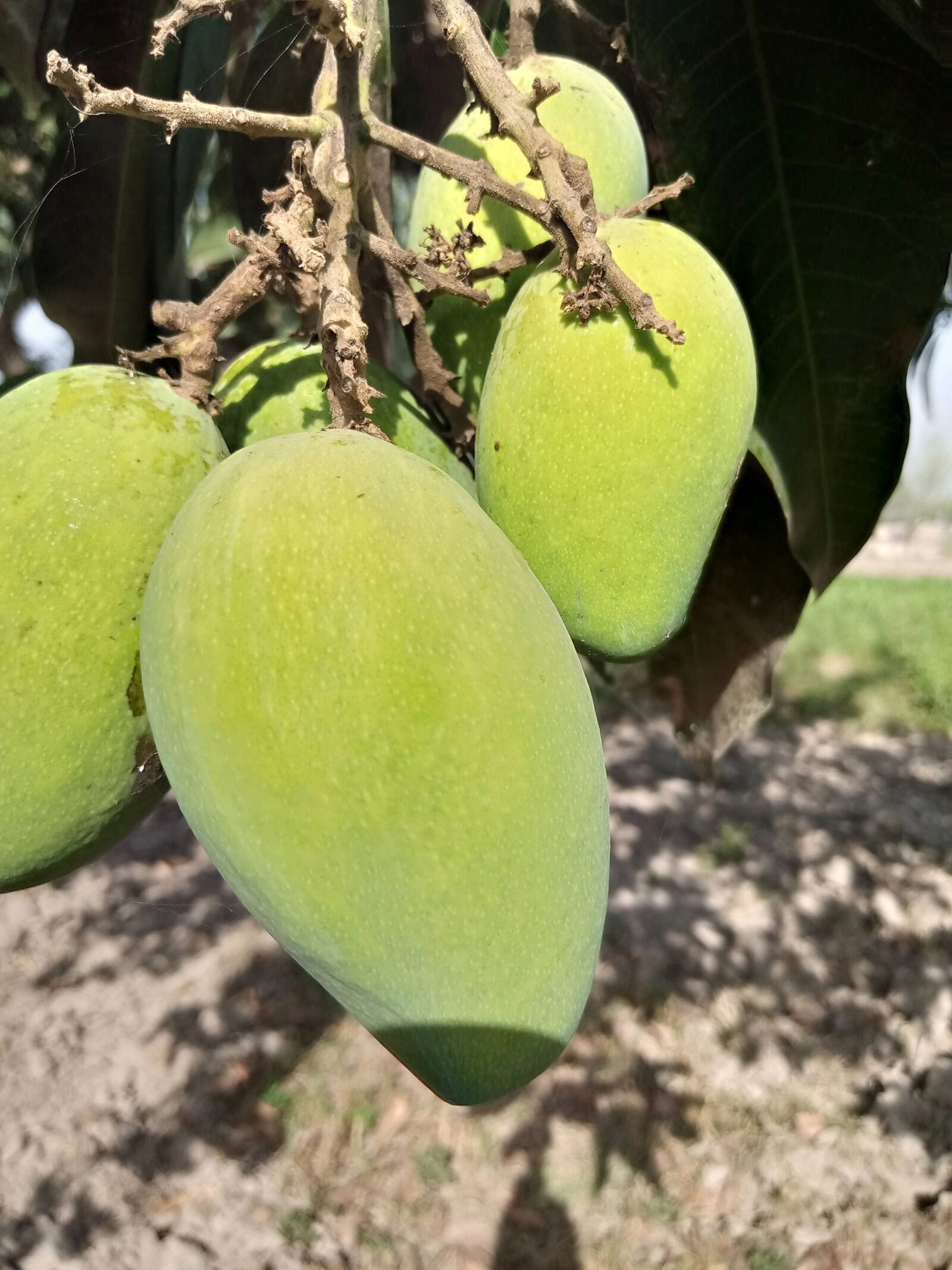 INFINIX MOBILITY LIMITED Infinix X650C sample photo. Mango, greenery, outdoor photography