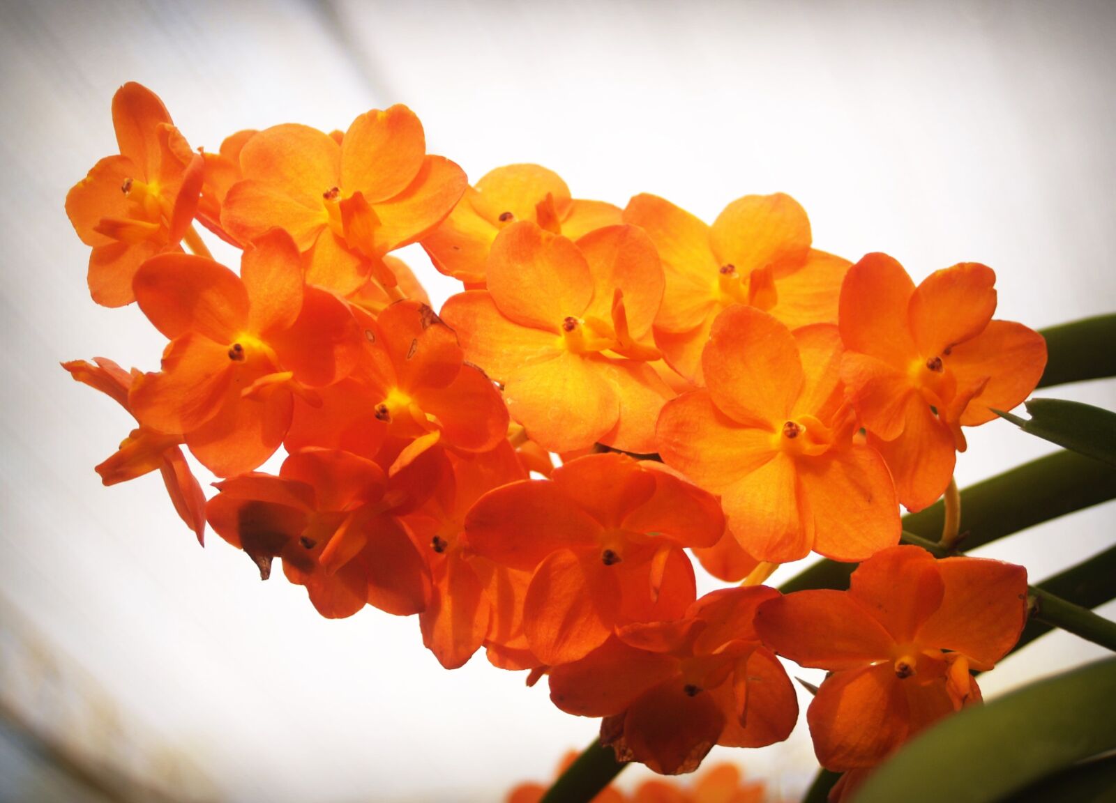 Olympus E-300 (EVOLT E-300) sample photo. Flower, orchid, tropical photography