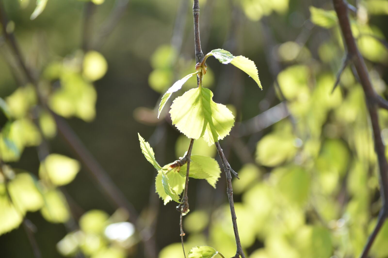 Nikon D3500 sample photo. Birch, spring, leaf photography