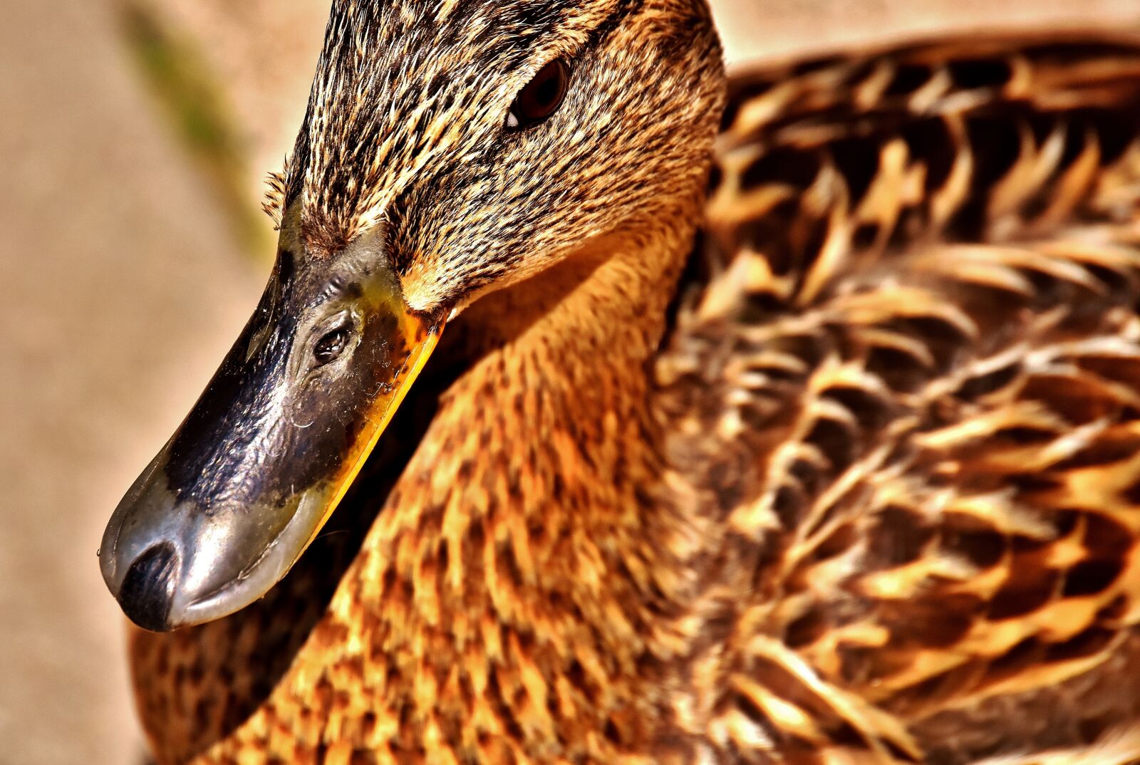 Nikon D7200 sample photo. Mallard, water bird, duck photography