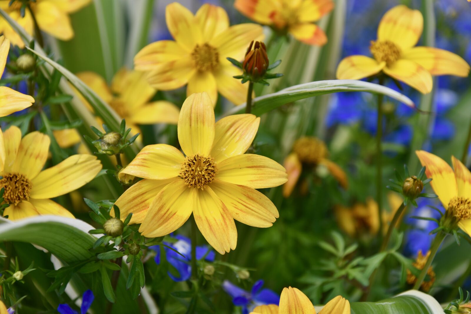 Nikon D5600 sample photo. Flower, flower yellow, nature photography