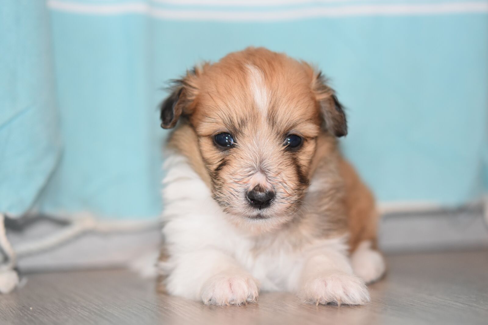 Nikon D5600 sample photo. Puppy, puppy female, pup photography