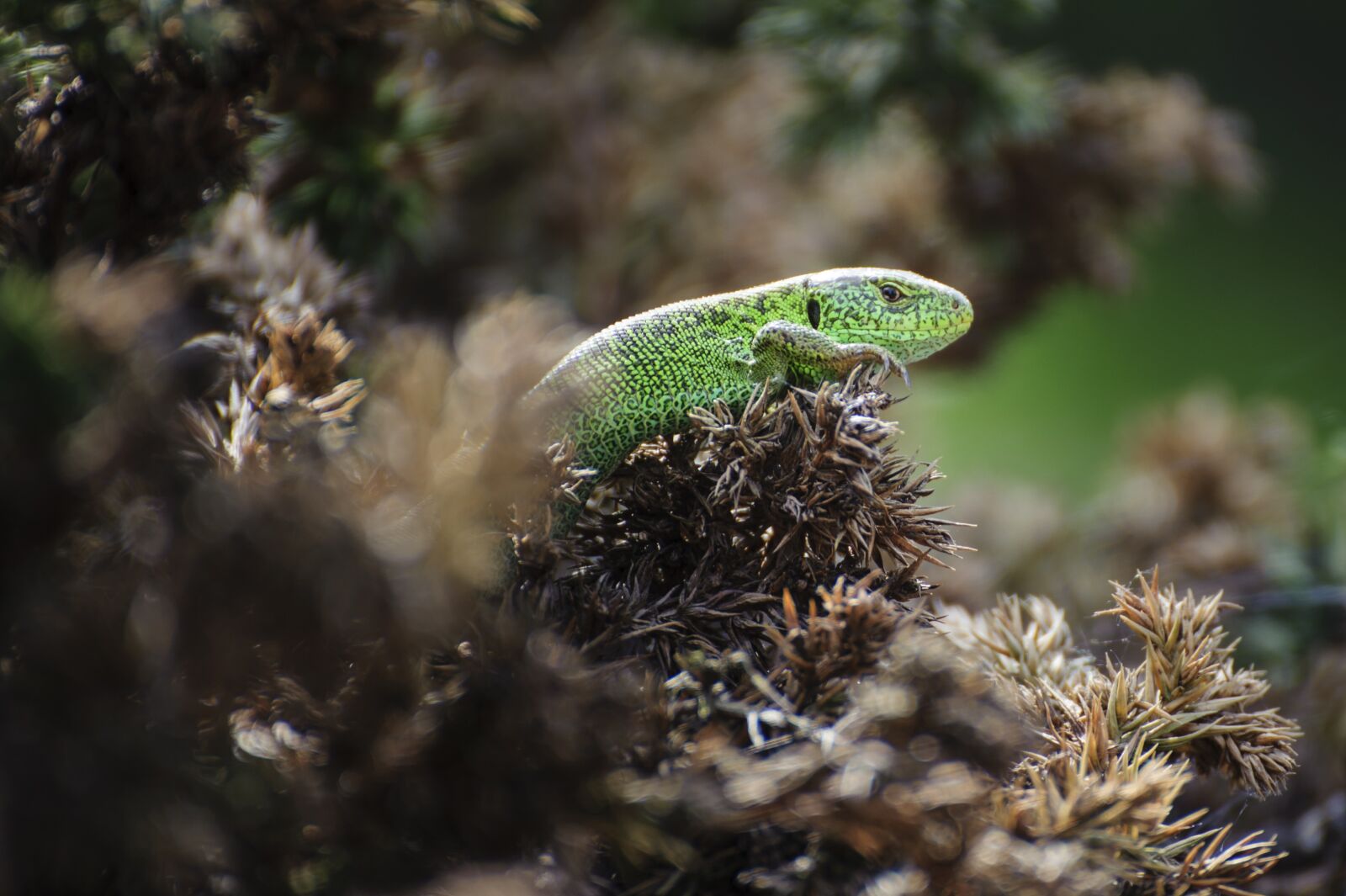 Nikon D700 sample photo. The lizard, animal, gad photography