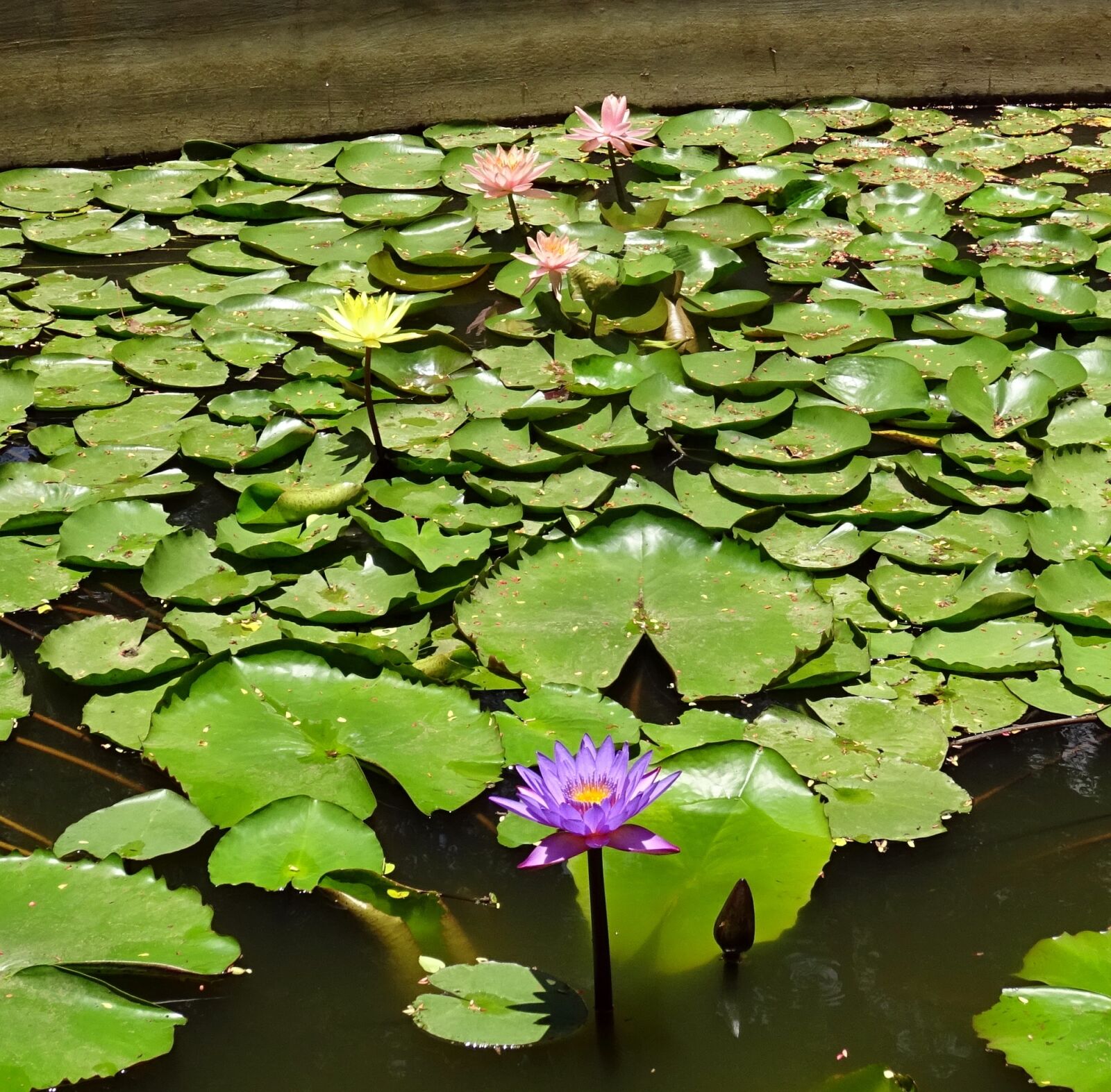 Sony DSC-HX60V sample photo. Lily, flower, purple photography