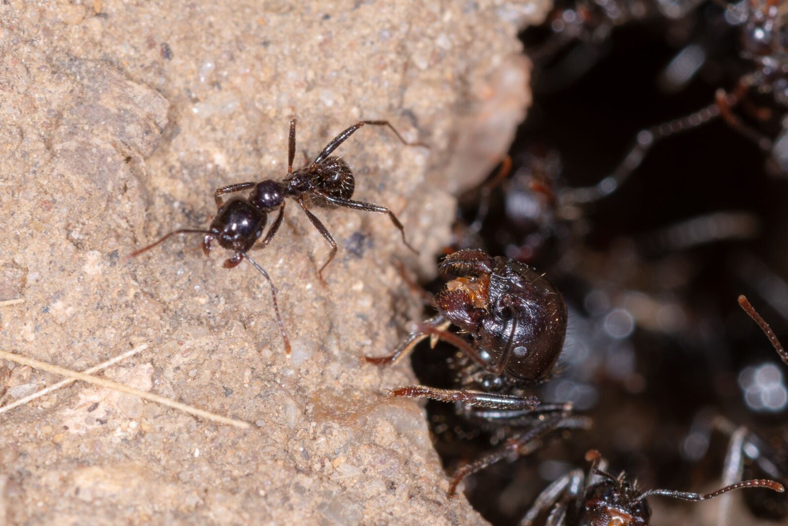 Nikon D800 sample photo. Ant, insect, macro photography
