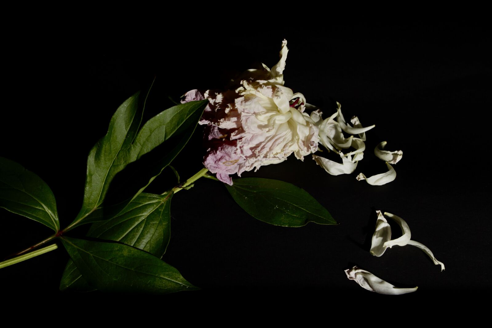 Canon EOS 600D (Rebel EOS T3i / EOS Kiss X5) sample photo. Flower, decoration, dead photography