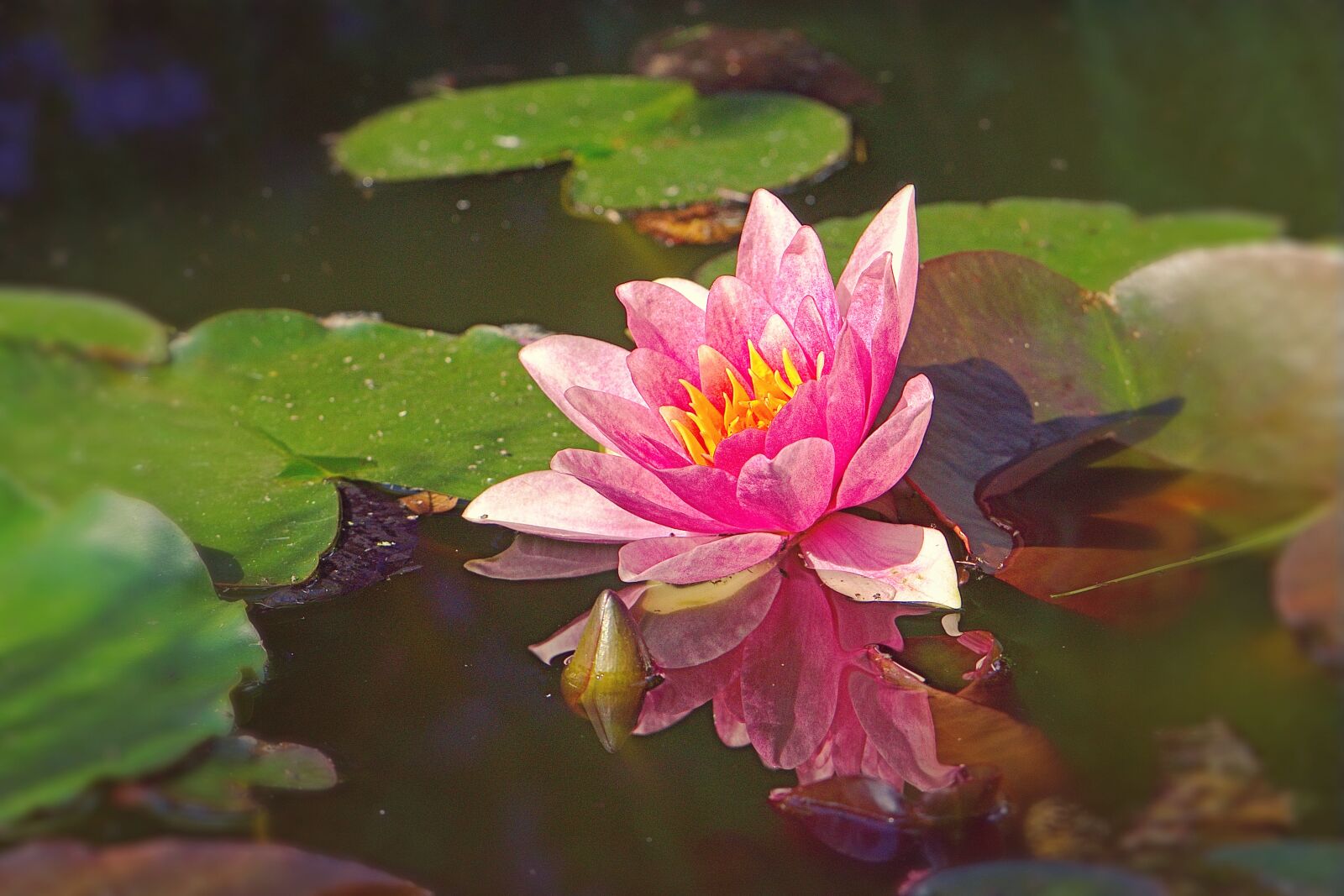 Nikon D5600 sample photo. Blossom, bloom, red photography
