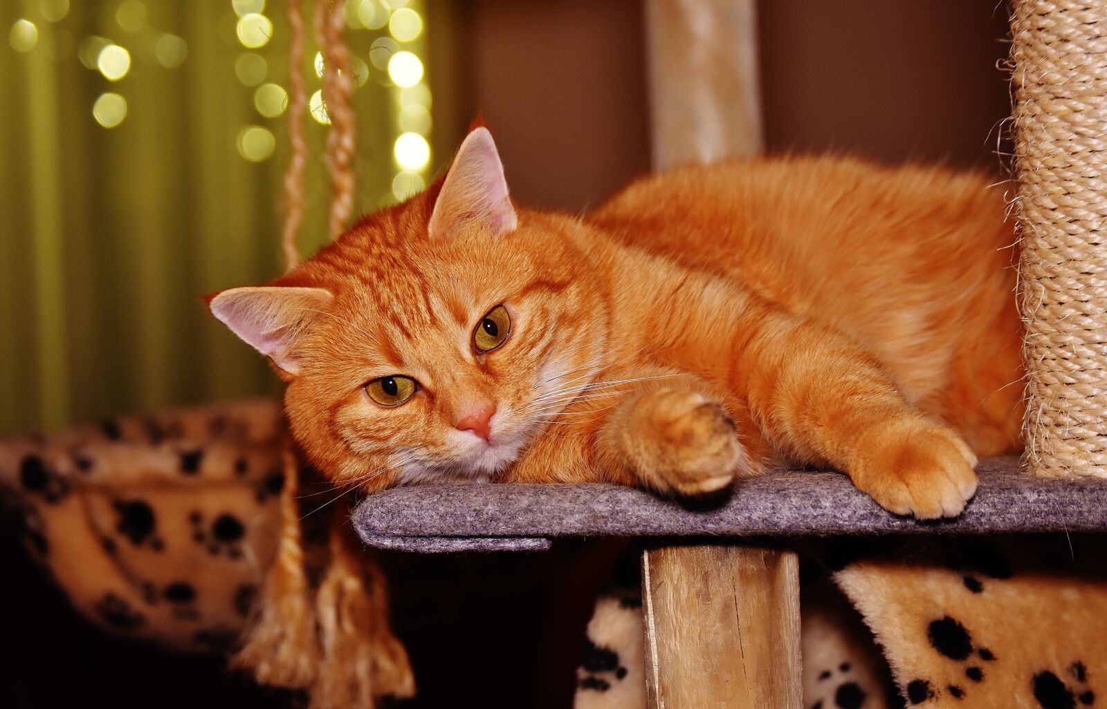 Nikon D7200 sample photo. Cat, red, funny photography
