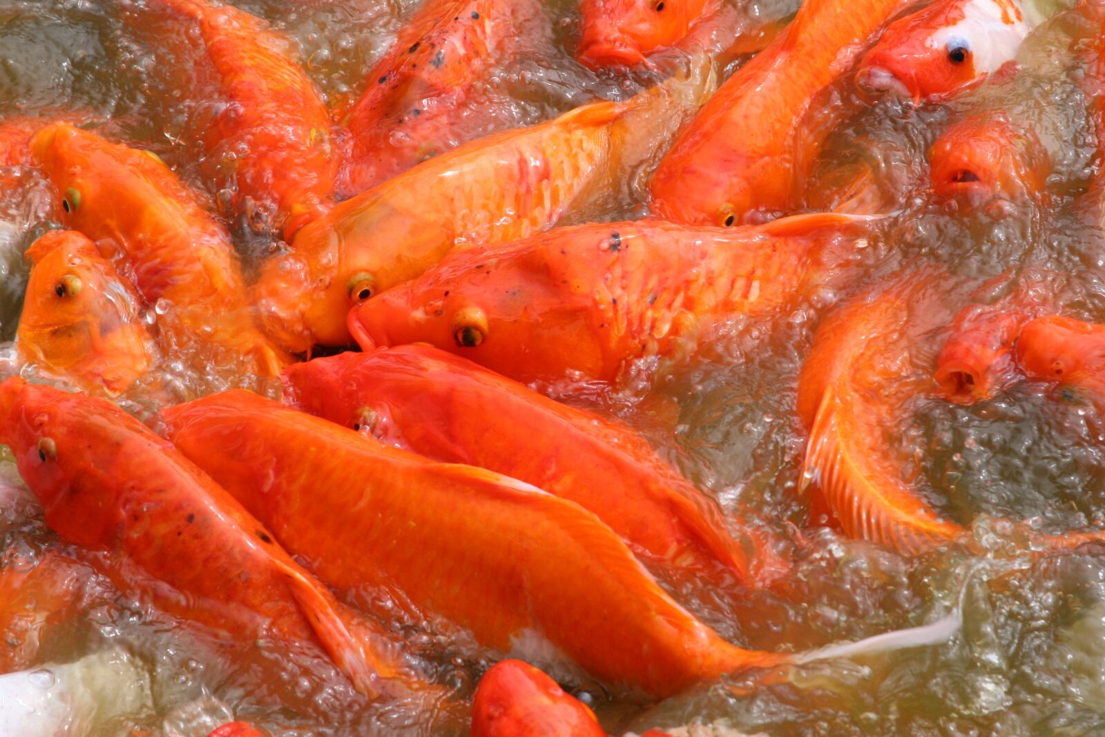 Canon EOS 20D sample photo. Fish, koi, nature photography