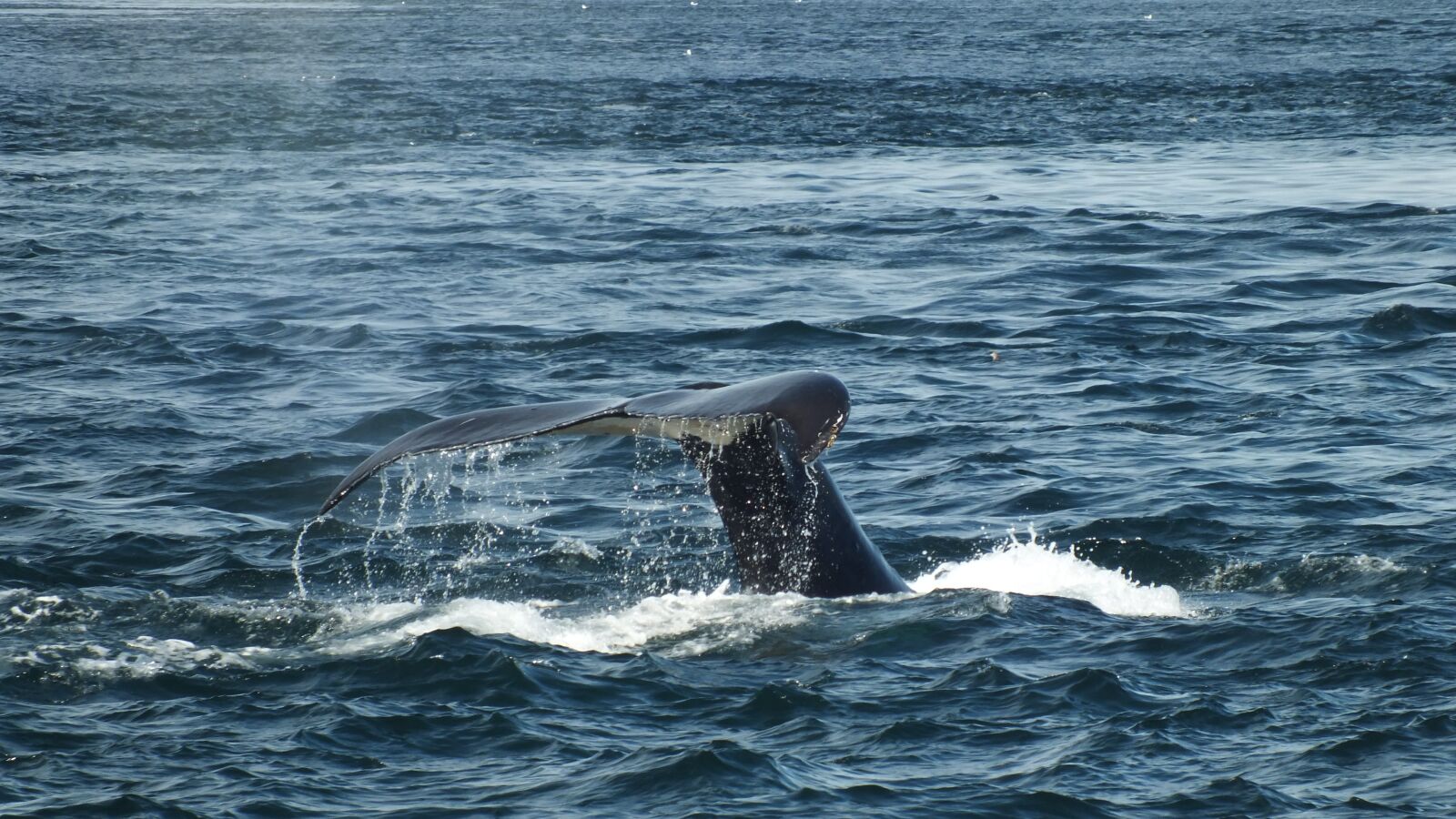 FujiFilm FinePix HS20 EXR (FinePix HS22 EXR) sample photo. Whale, humpback, tail photography
