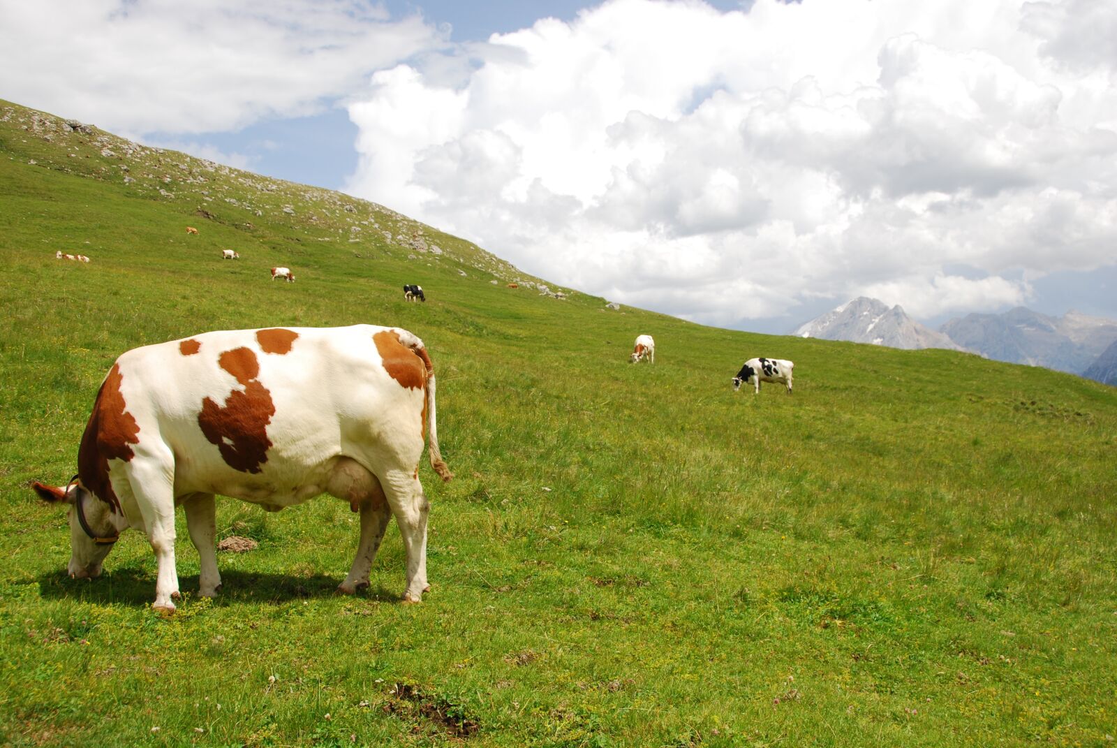 Nikon D80 sample photo. Cows, pasture, mountain photography