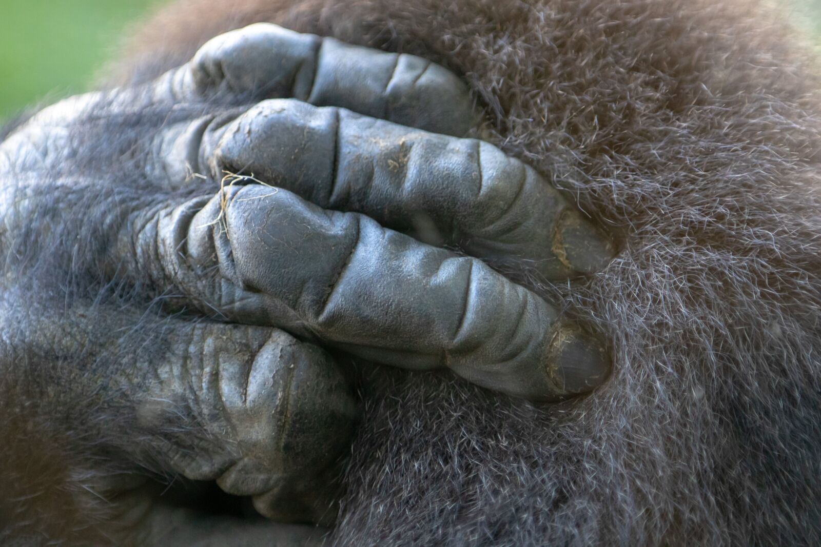 Canon EOS 80D sample photo. Monkey, gorilla, zoo photography