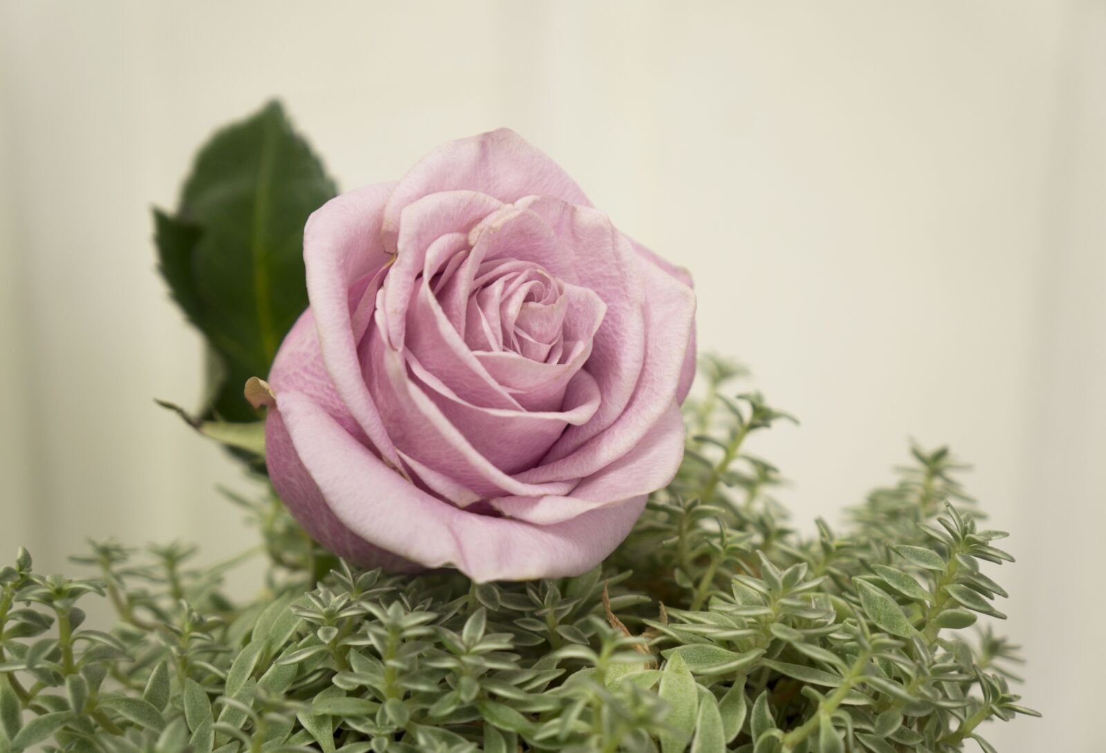 Sony Alpha NEX-F3 + Sony E 18-55mm F3.5-5.6 OSS sample photo. Roses, emotion, the grass photography