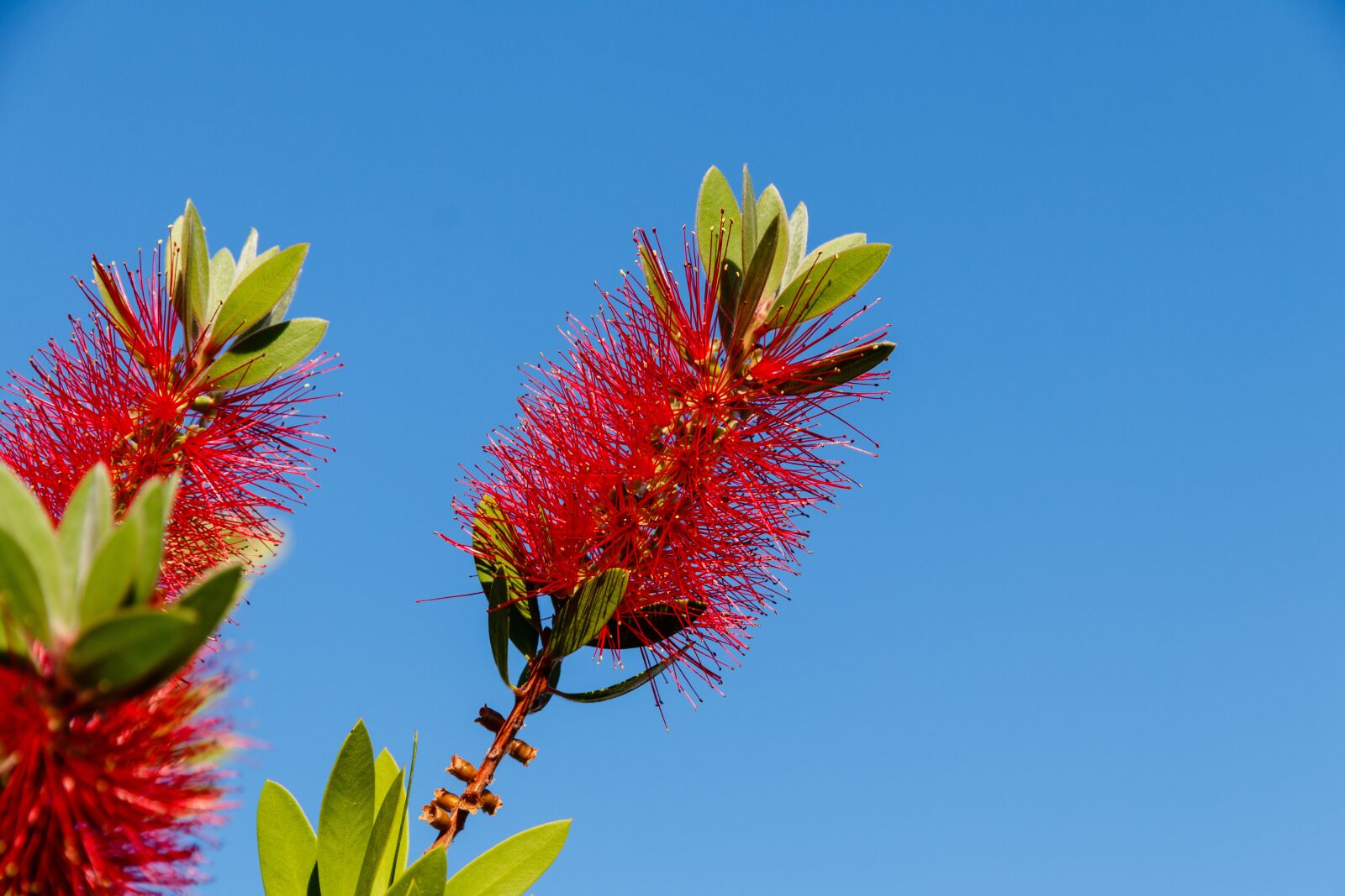 Canon EOS 80D + Canon EF-S 15-85mm F3.5-5.6 IS USM sample photo. Bottlebrush, plant, flower photography