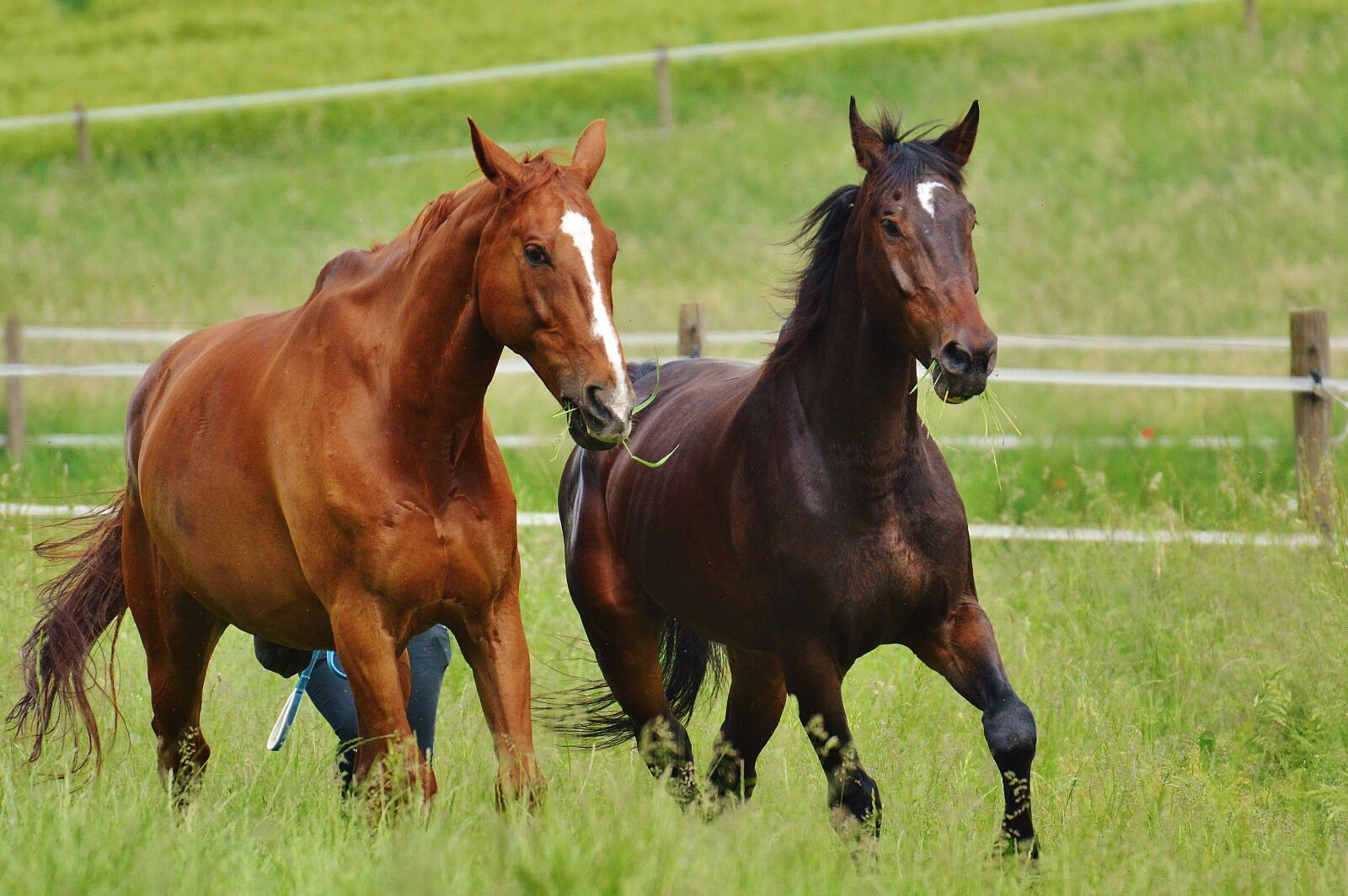 Nikon D3200 sample photo. Horses, for two, coupling photography