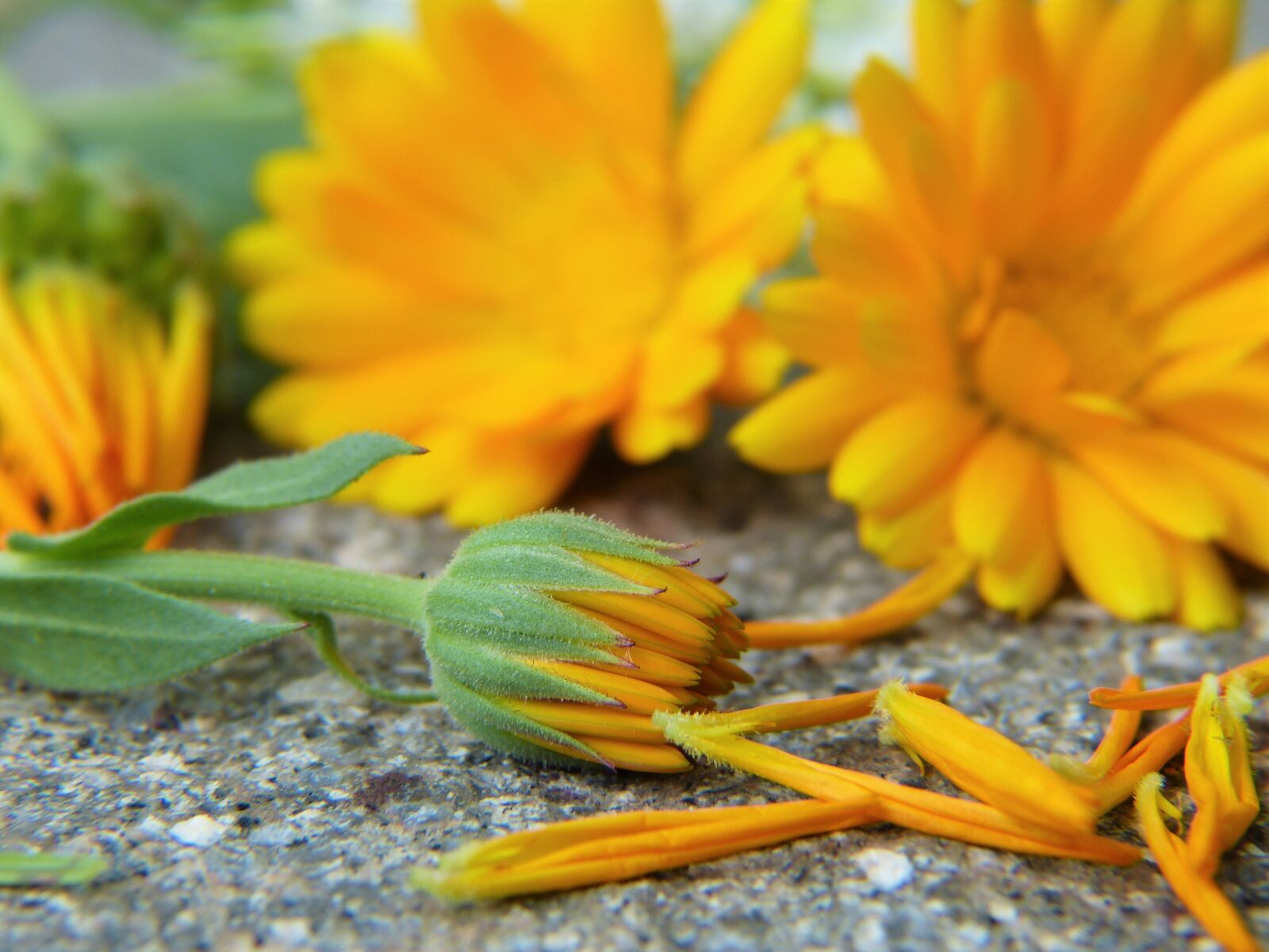 Panasonic Lumix DMC-FZ150 sample photo. Marigold, calendula, blossom photography