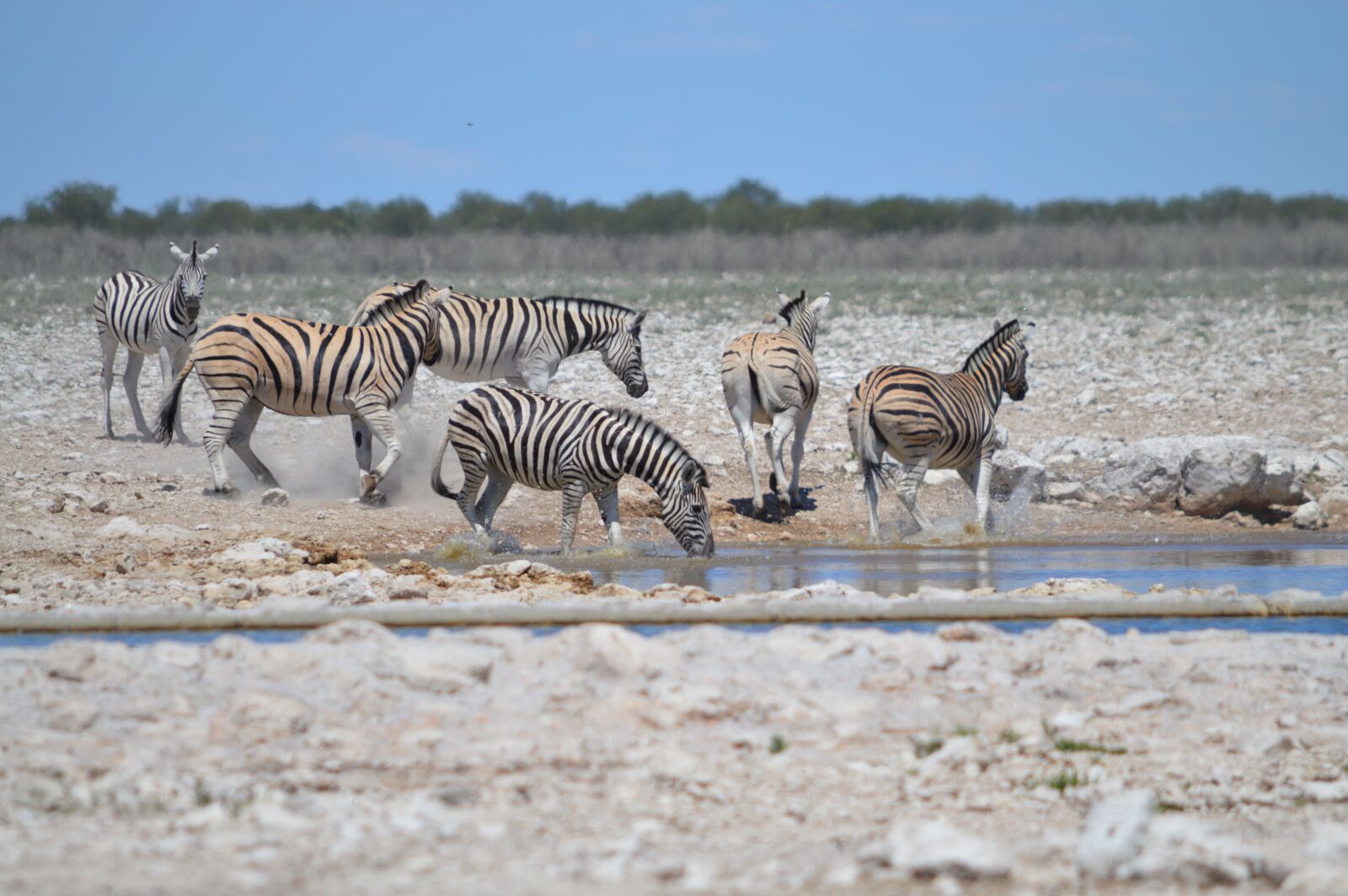 Nikon D3200 sample photo. Many zebras, zebra in photography