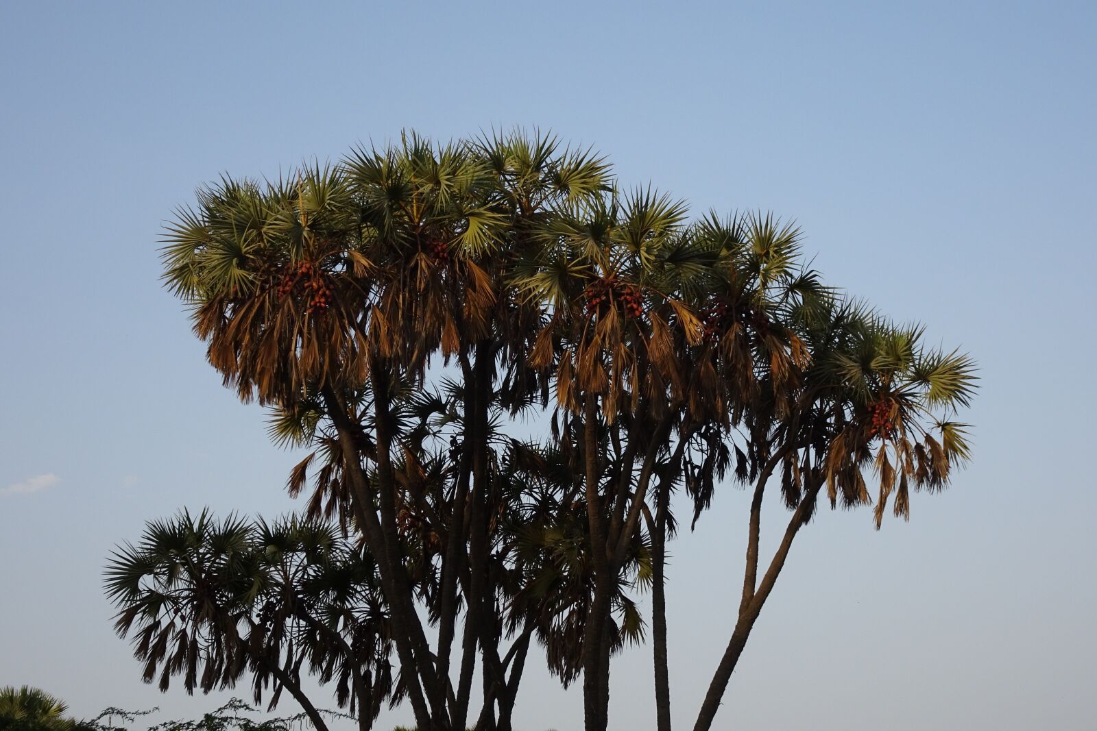 Sony Cyber-shot DSC-HX90V sample photo. Palm, hokka tree, hyphaene photography