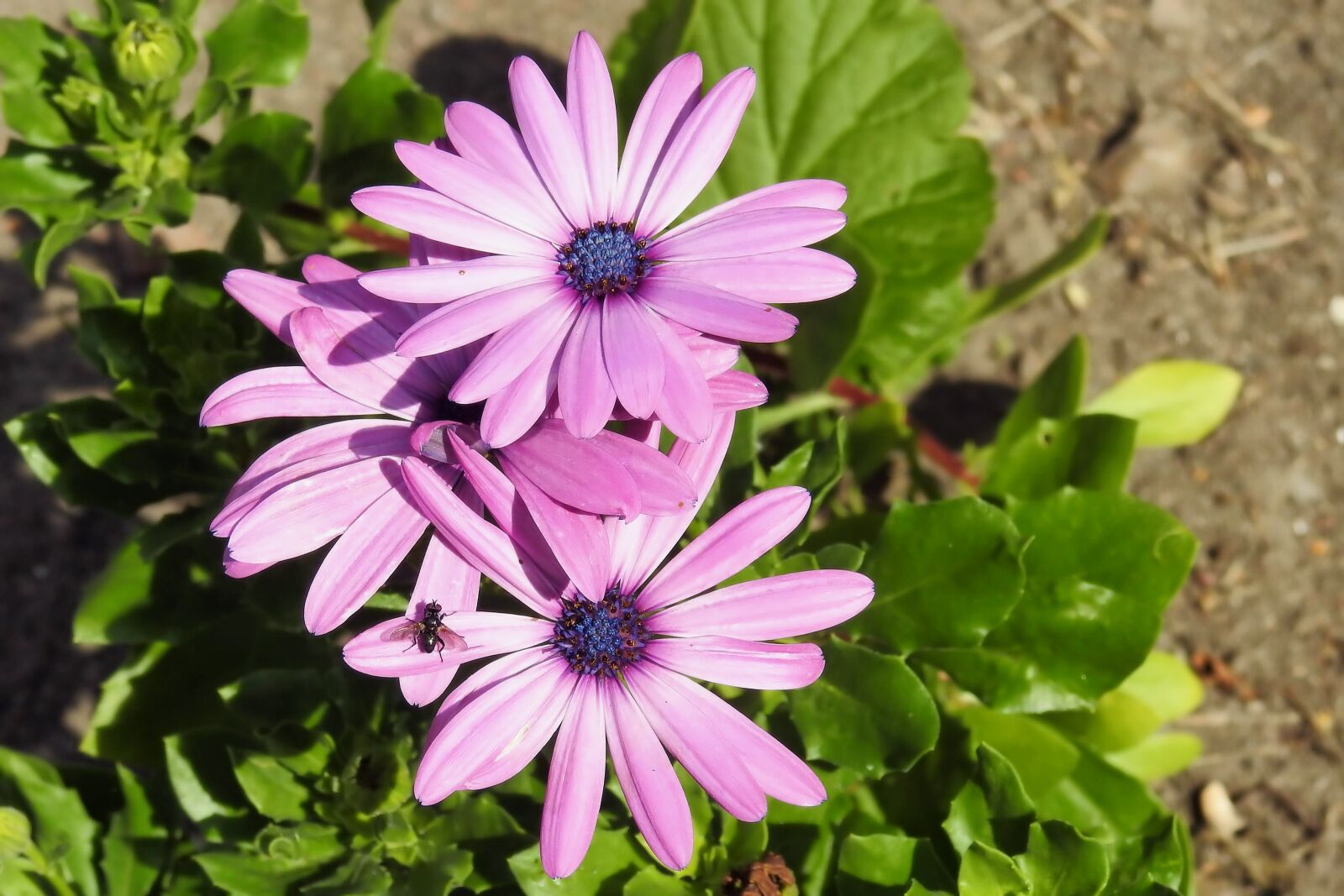 Nikon Coolpix P900 sample photo. Daisies, flowers, bornholm photography