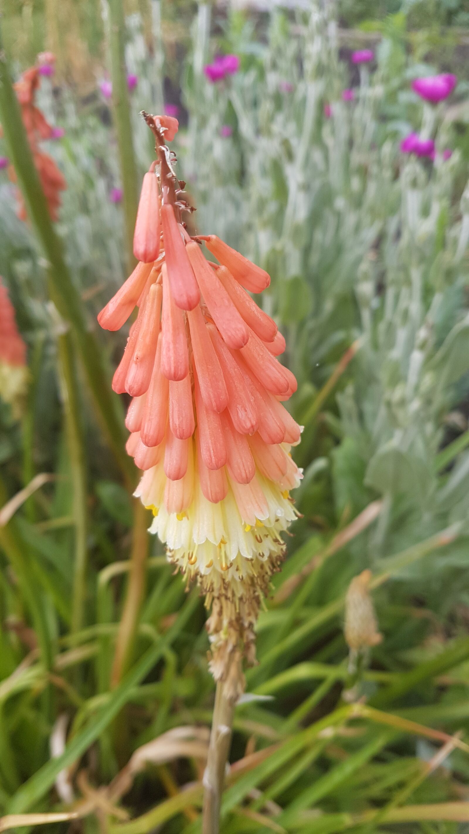 Samsung Galaxy S7 Edge sample photo. Garden, flowers, nature photography