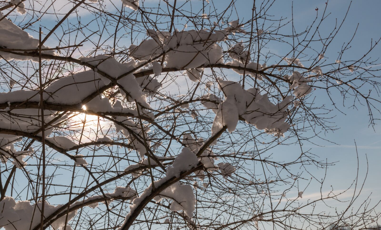 Canon EOS 70D sample photo. Snow, sun, branches photography