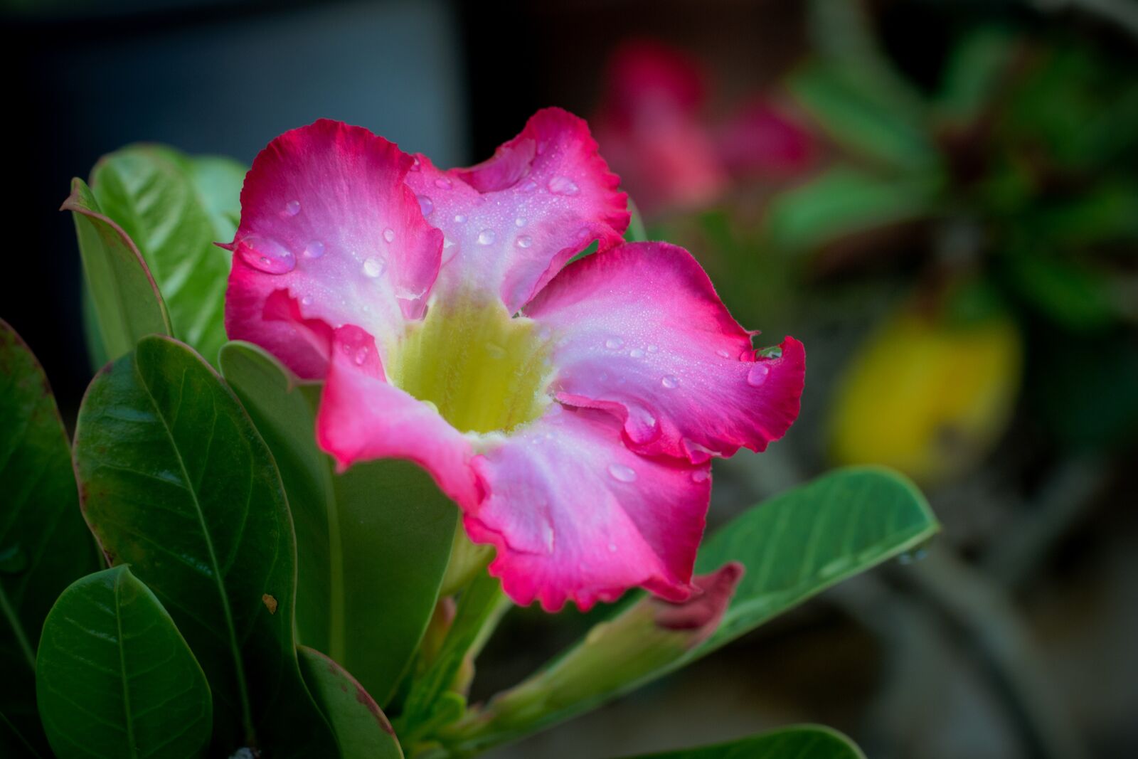Canon EOS 700D (EOS Rebel T5i / EOS Kiss X7i) + Canon EF 50mm F1.8 STM sample photo. Invited to visit, plant photography