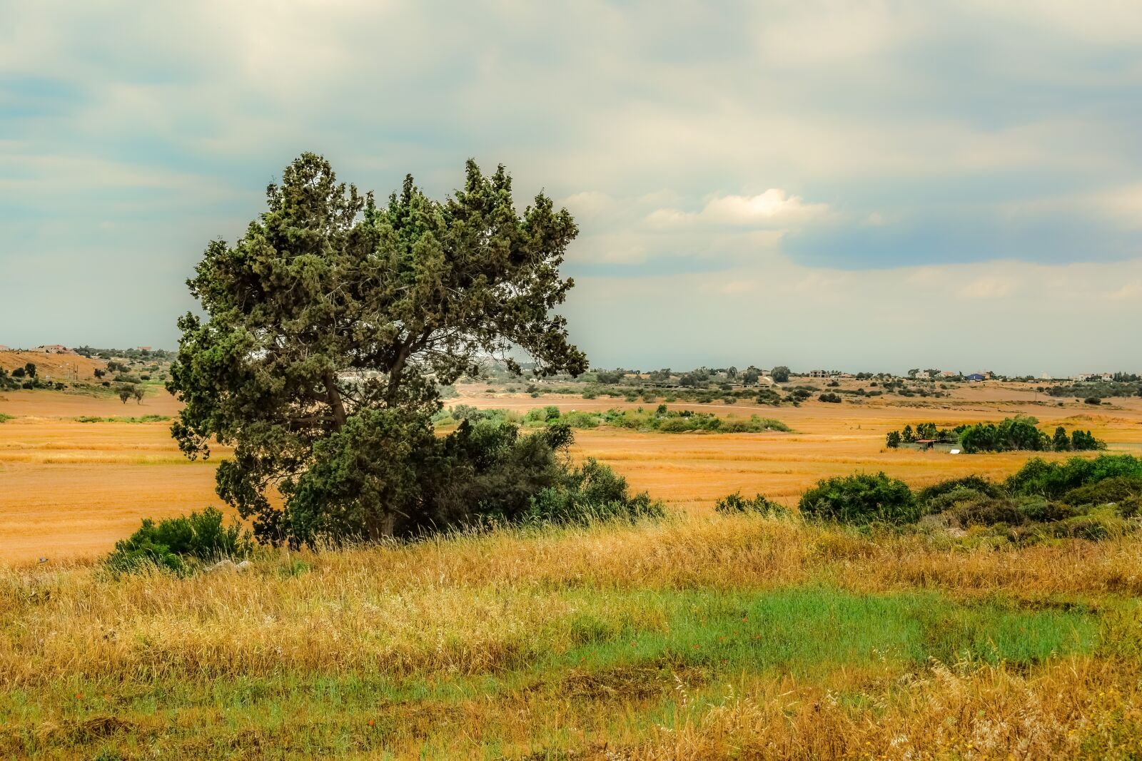 Nikon D3300 sample photo. Landscape, tree, nature photography