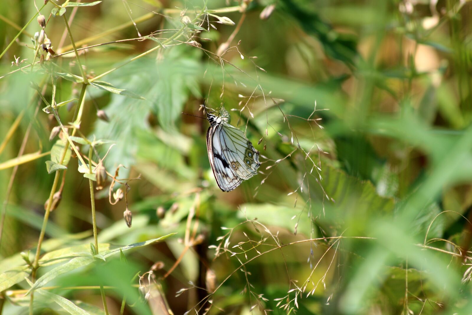 Canon EF 70-300mm F4-5.6 IS USM sample photo. Butterfly, grass, summer photography
