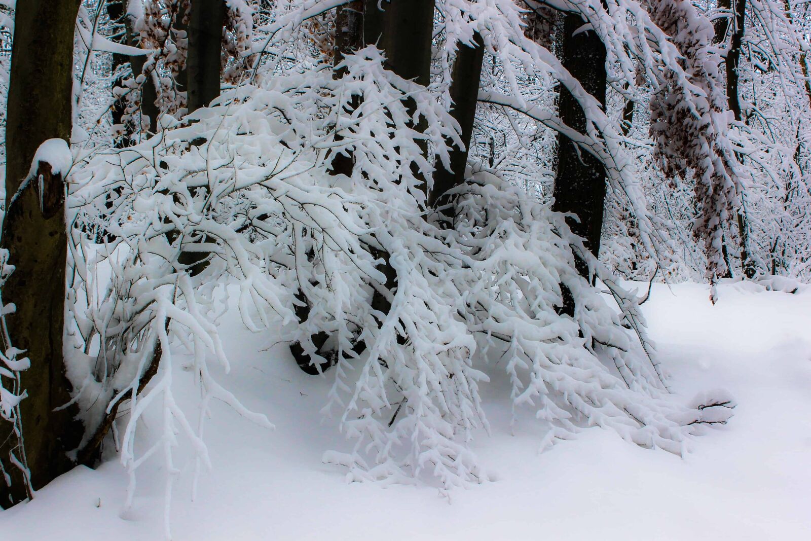Canon EOS 1100D (EOS Rebel T3 / EOS Kiss X50) sample photo. Frost, wood, winter, snowflake photography