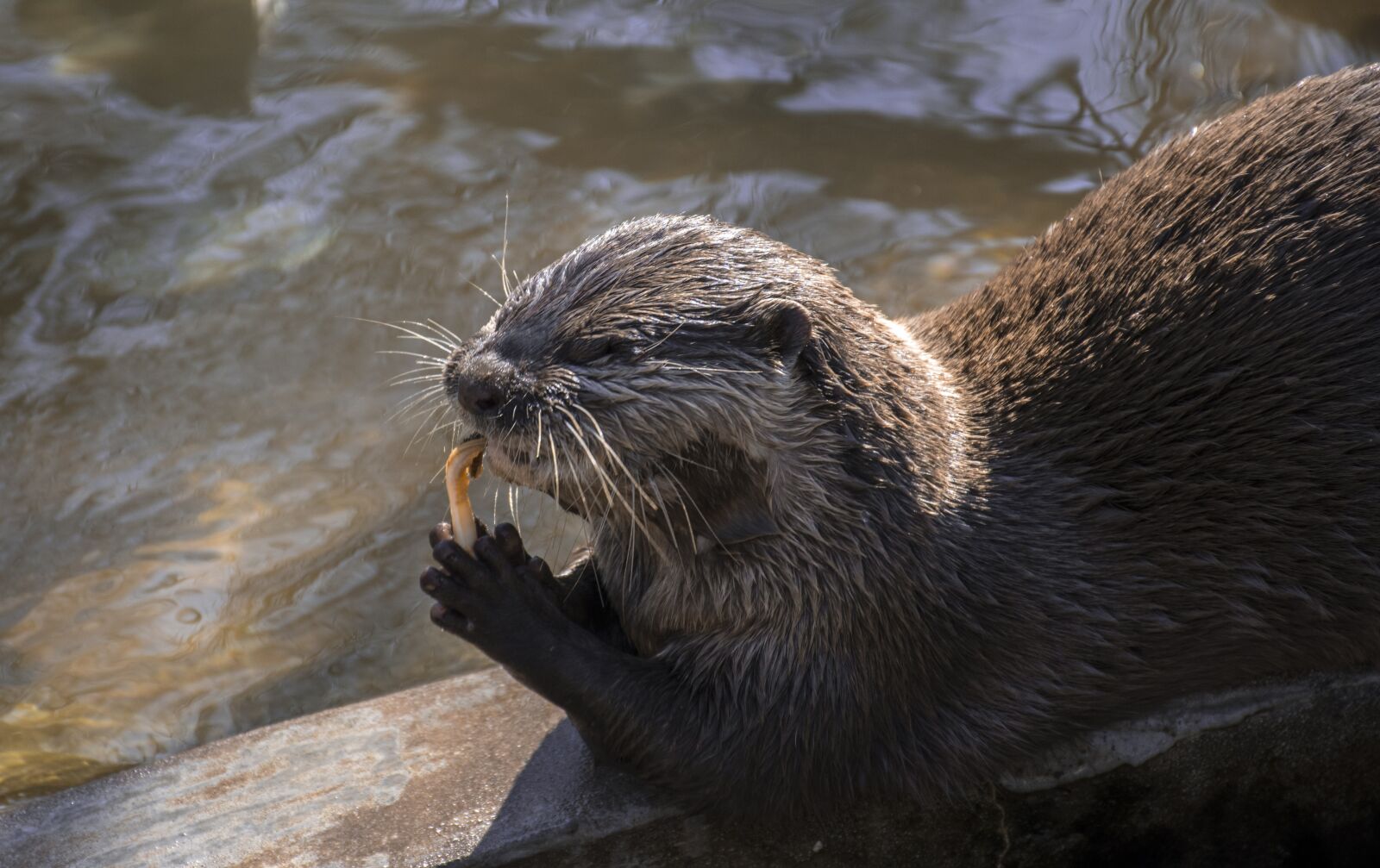 Nikon D5600 sample photo. Wildlife, nature, body of photography