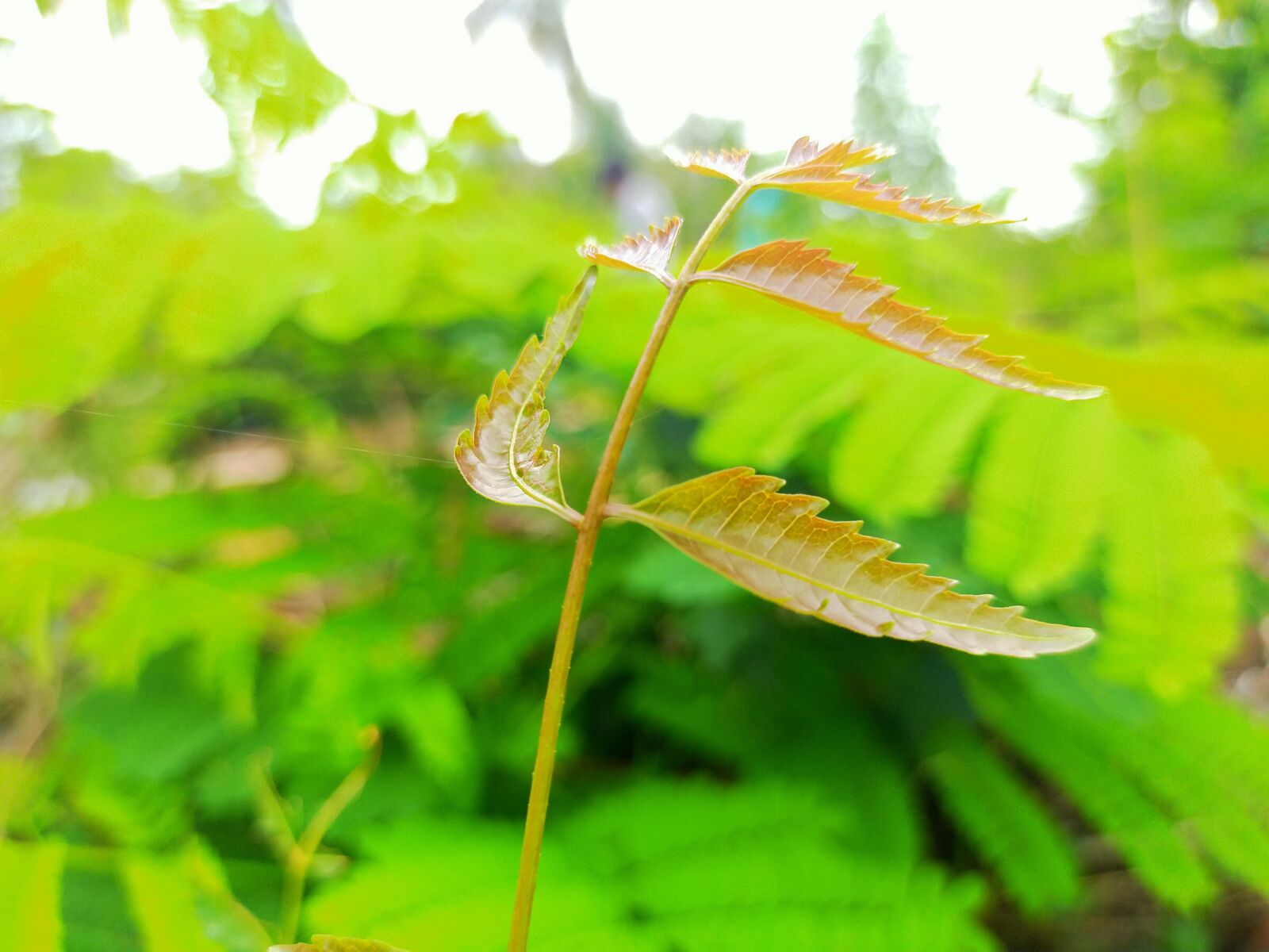 OPPO A9 2020 sample photo. Green, leaves, neem photography