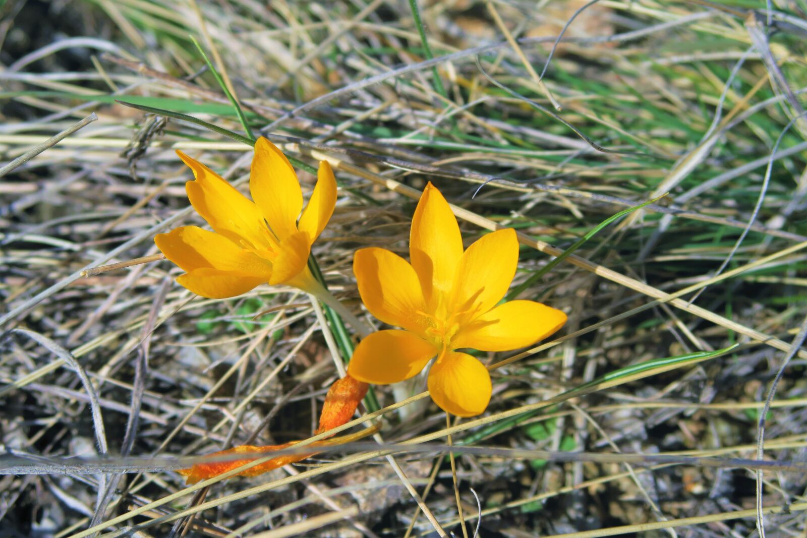 Canon PowerShot G7 X sample photo. Crocus, nature, spring photography