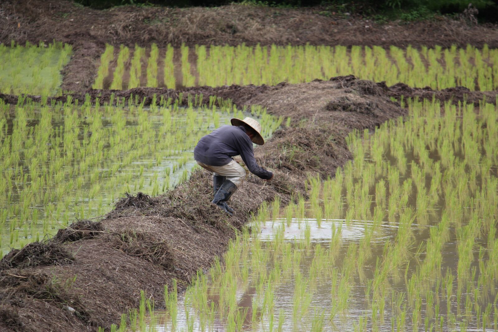 Canon EOS 550D (EOS Rebel T2i / EOS Kiss X4) sample photo. Rice, planting, paddy photography