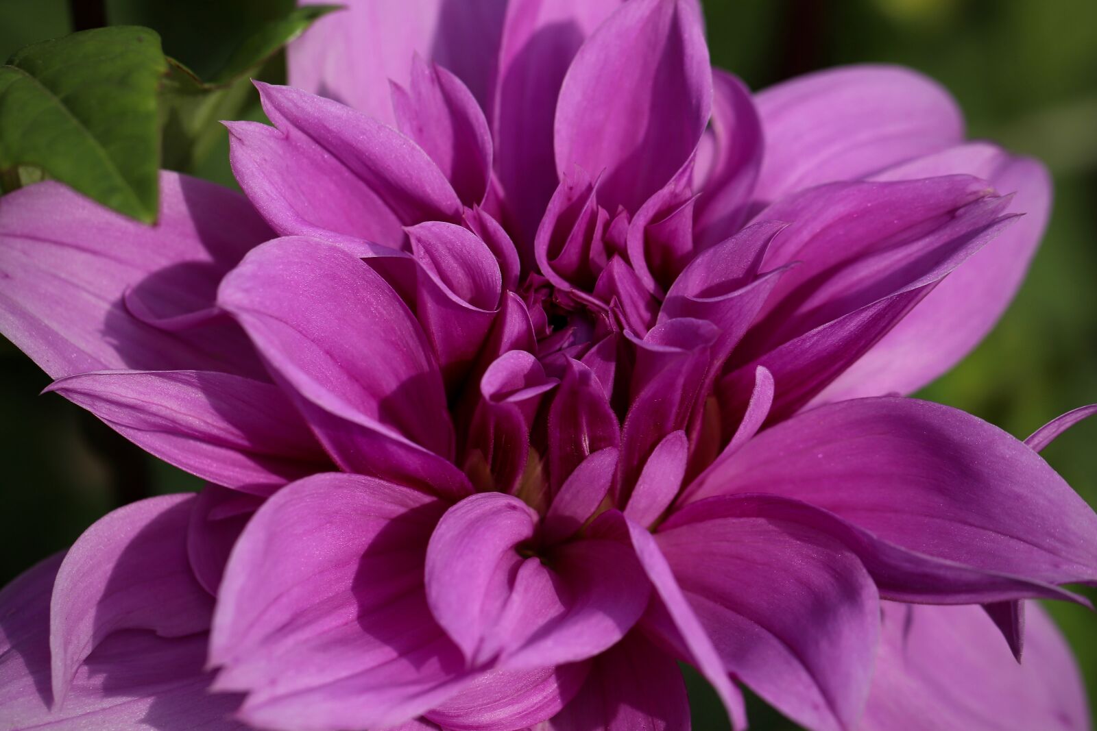 Canon EOS 800D (EOS Rebel T7i / EOS Kiss X9i) sample photo. Dahlia, dahlia flower, blossom photography