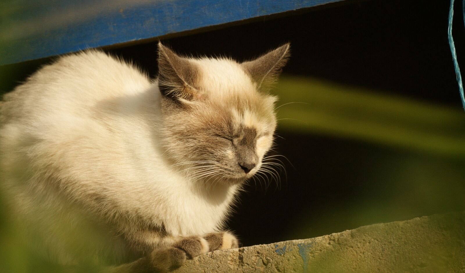 Sony Alpha DSLR-A390 sample photo. Domestic cat, feline, animal photography