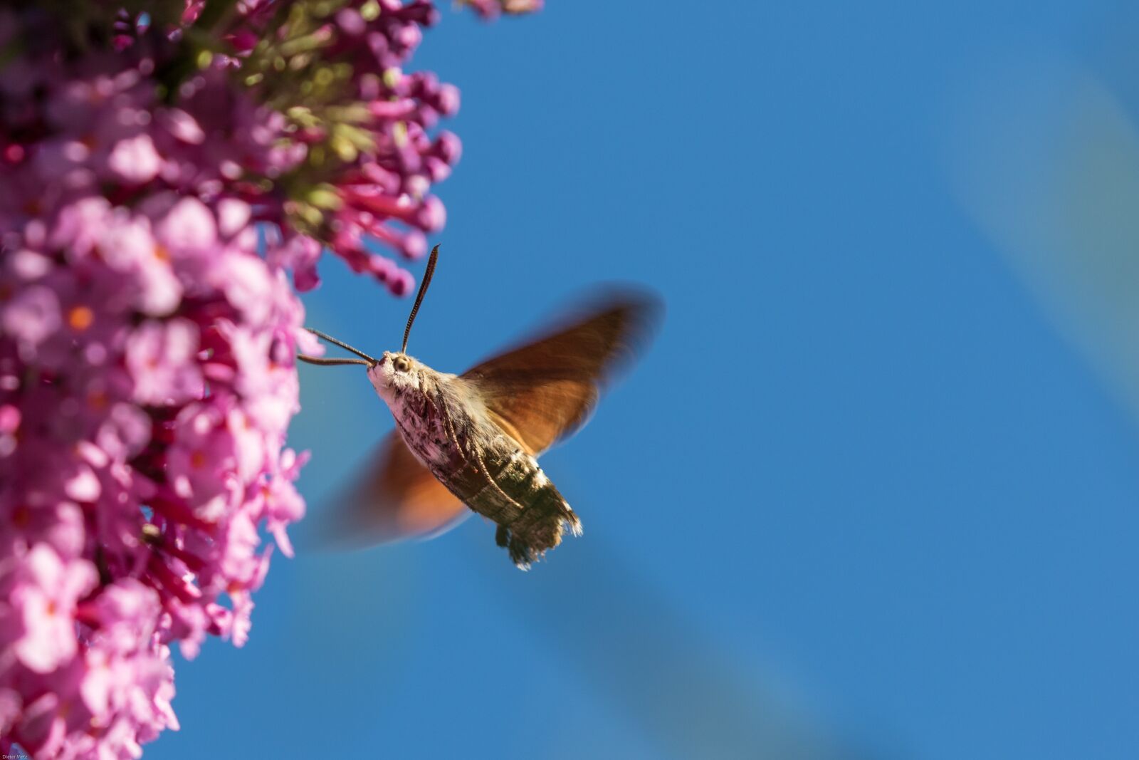 Canon EOS 7D Mark II sample photo. Hummingbird hawk moth, insect photography