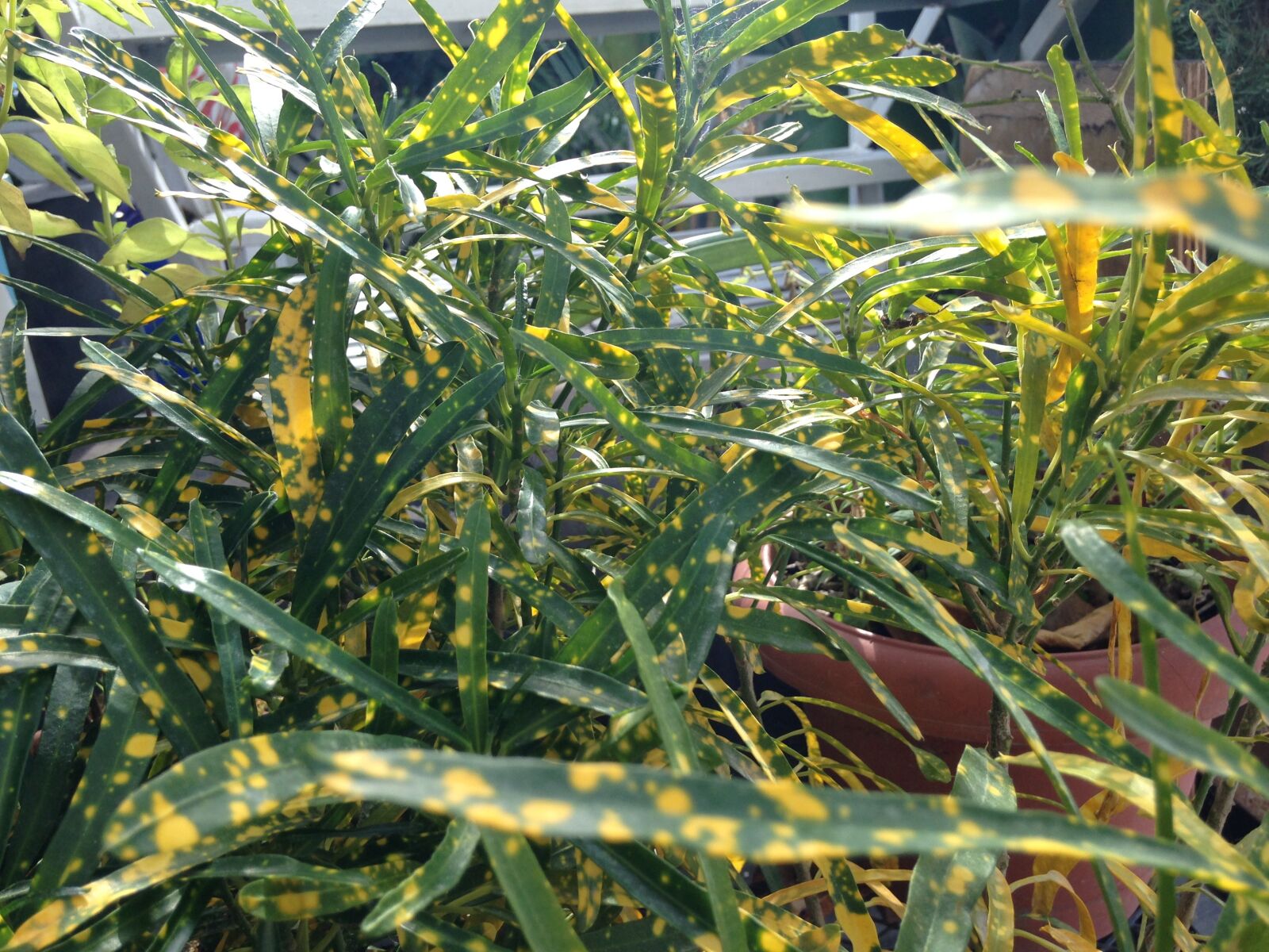 iPhone 5c back camera 4.12mm f/2.4 sample photo. Nature, flowers, spring photography