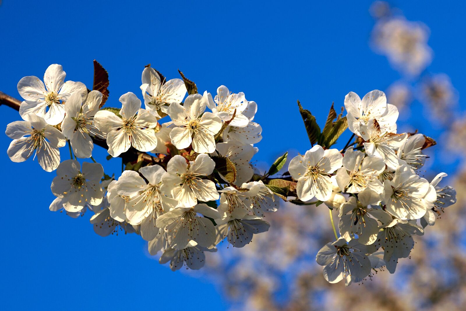 Sony ILCA-77M2 sample photo. Apple blossom, apple tree photography