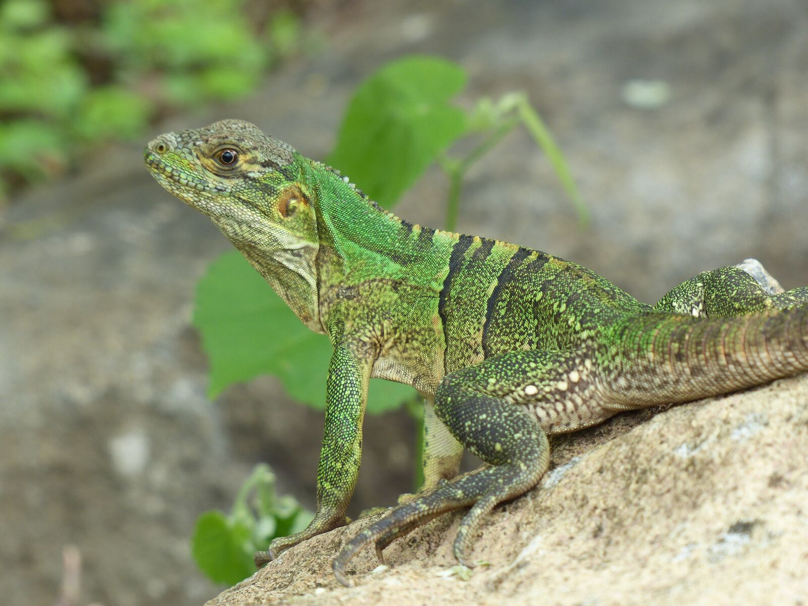 Panasonic Lumix DMC-FZ200 sample photo. Lizard, sun, costa rica photography