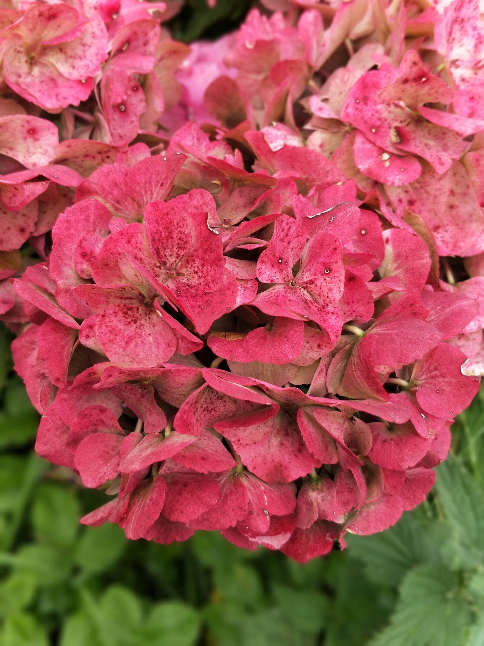 OnePlus 5 sample photo. Flower, red, have photography