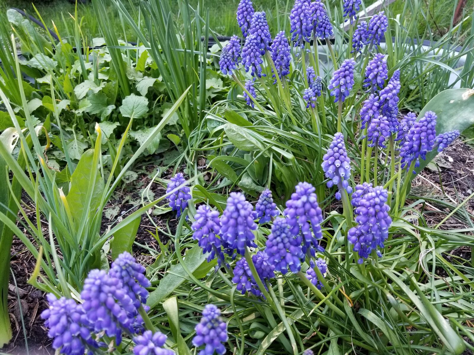 Samsung Galaxy S8 sample photo. Muscari, hyacinth, grape photography