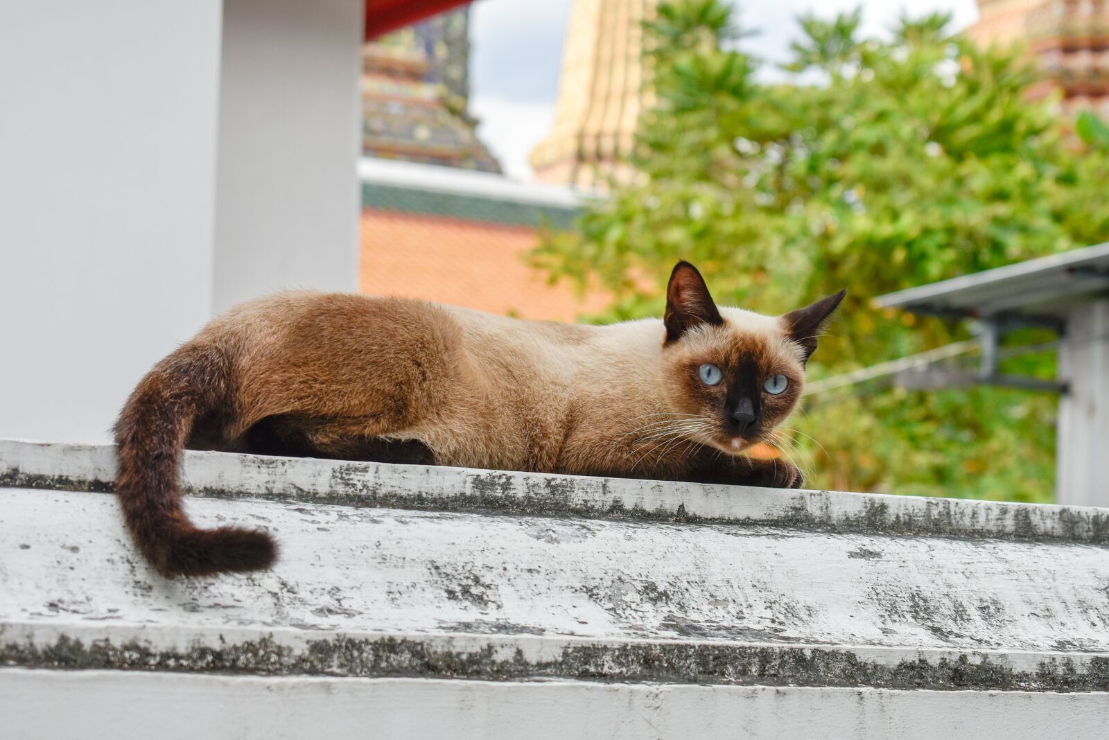 Nikon D3400 sample photo. Cat, cute cat, thai photography