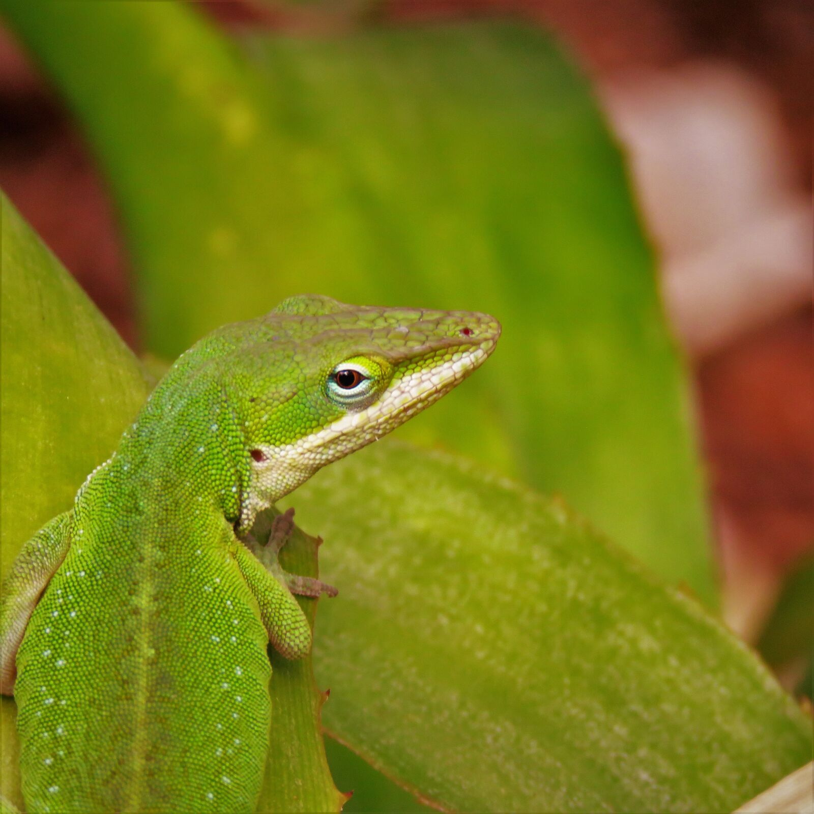 Canon PowerShot SX60 HS sample photo. Reptile, lizard, close up photography