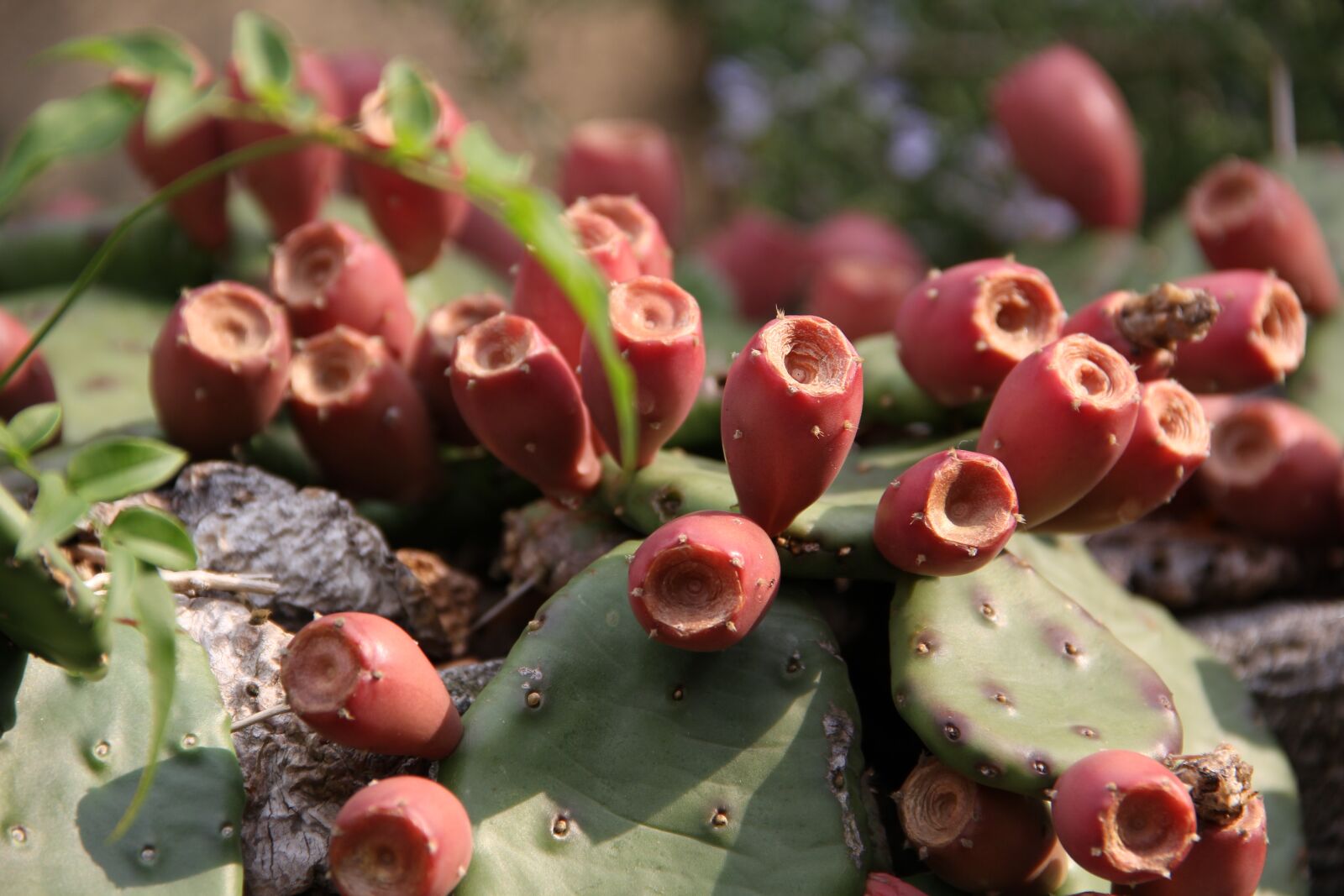 Canon EOS 60D sample photo. Cactus, blossom, bloom photography