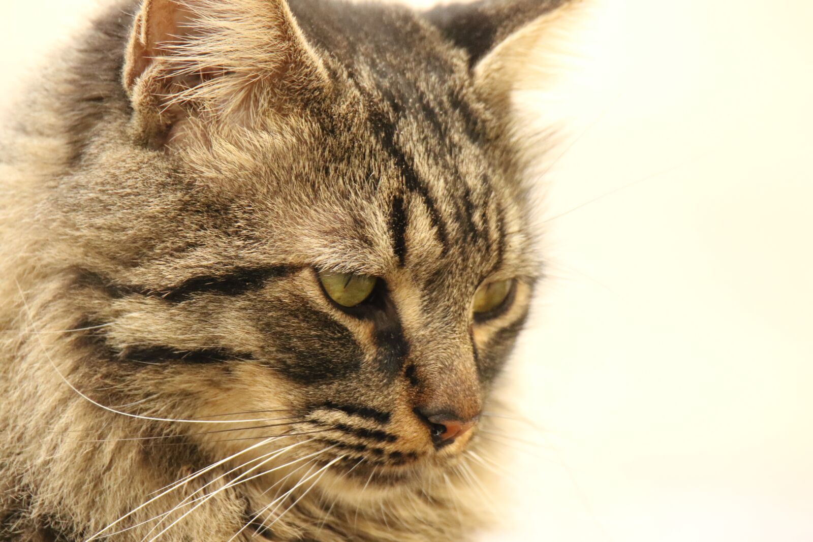 Canon EOS 7D Mark II sample photo. Cat, close up, portrait photography