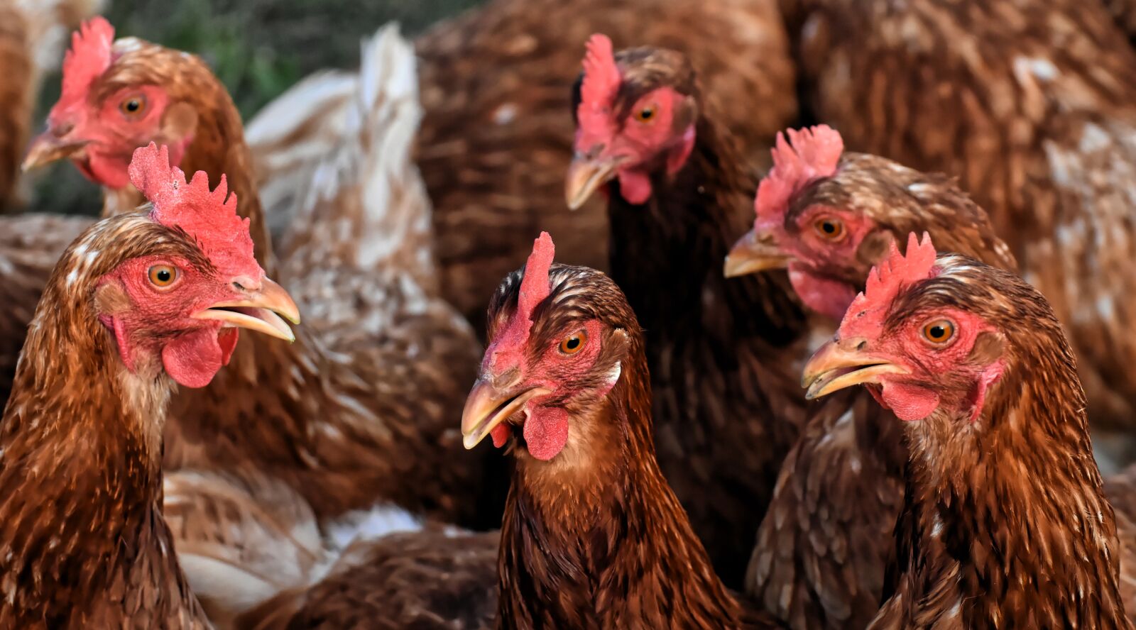 Nikon D7200 sample photo. Chickens, meeting, poultry photography