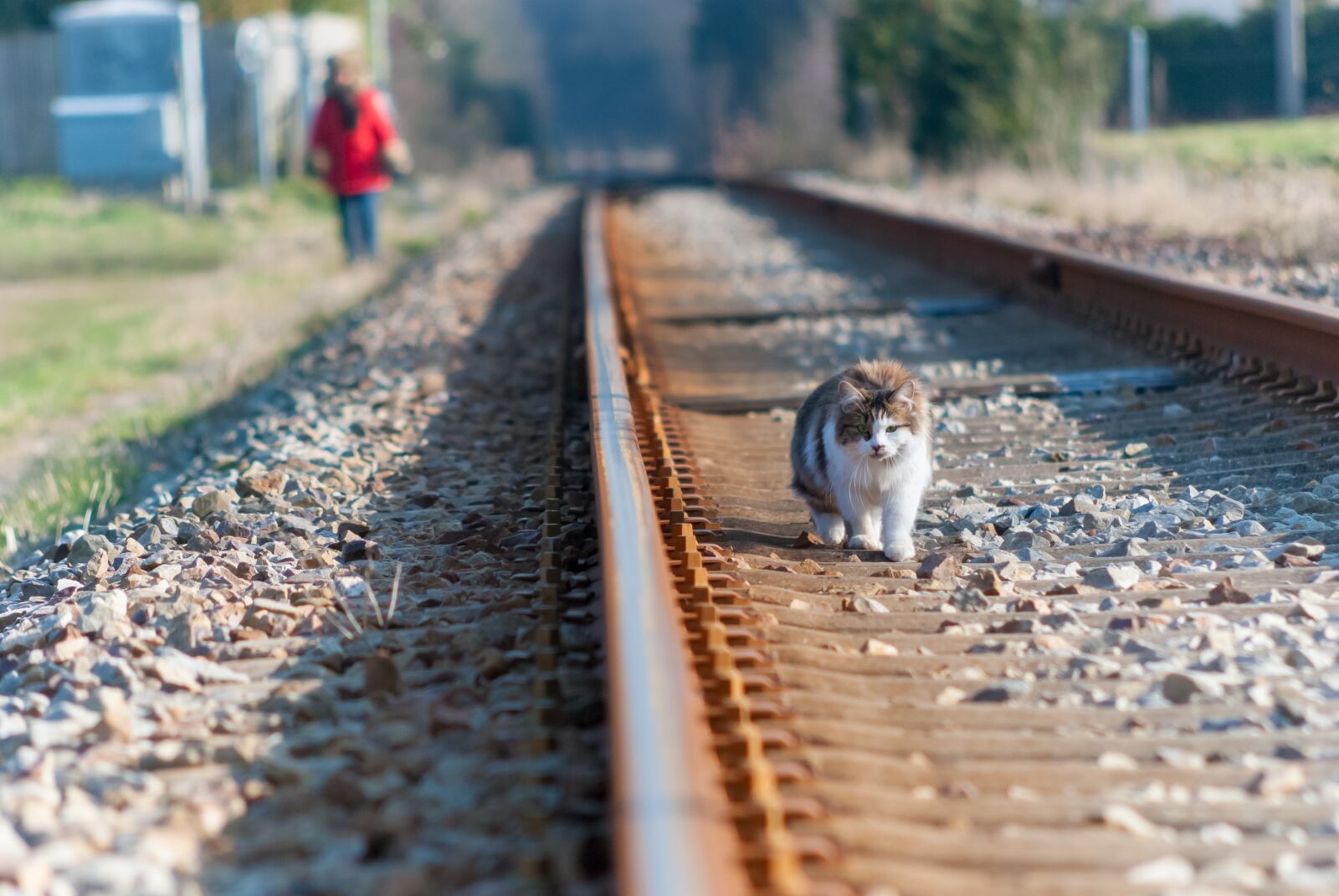 Nikon D80 sample photo. Track, path, cat photography