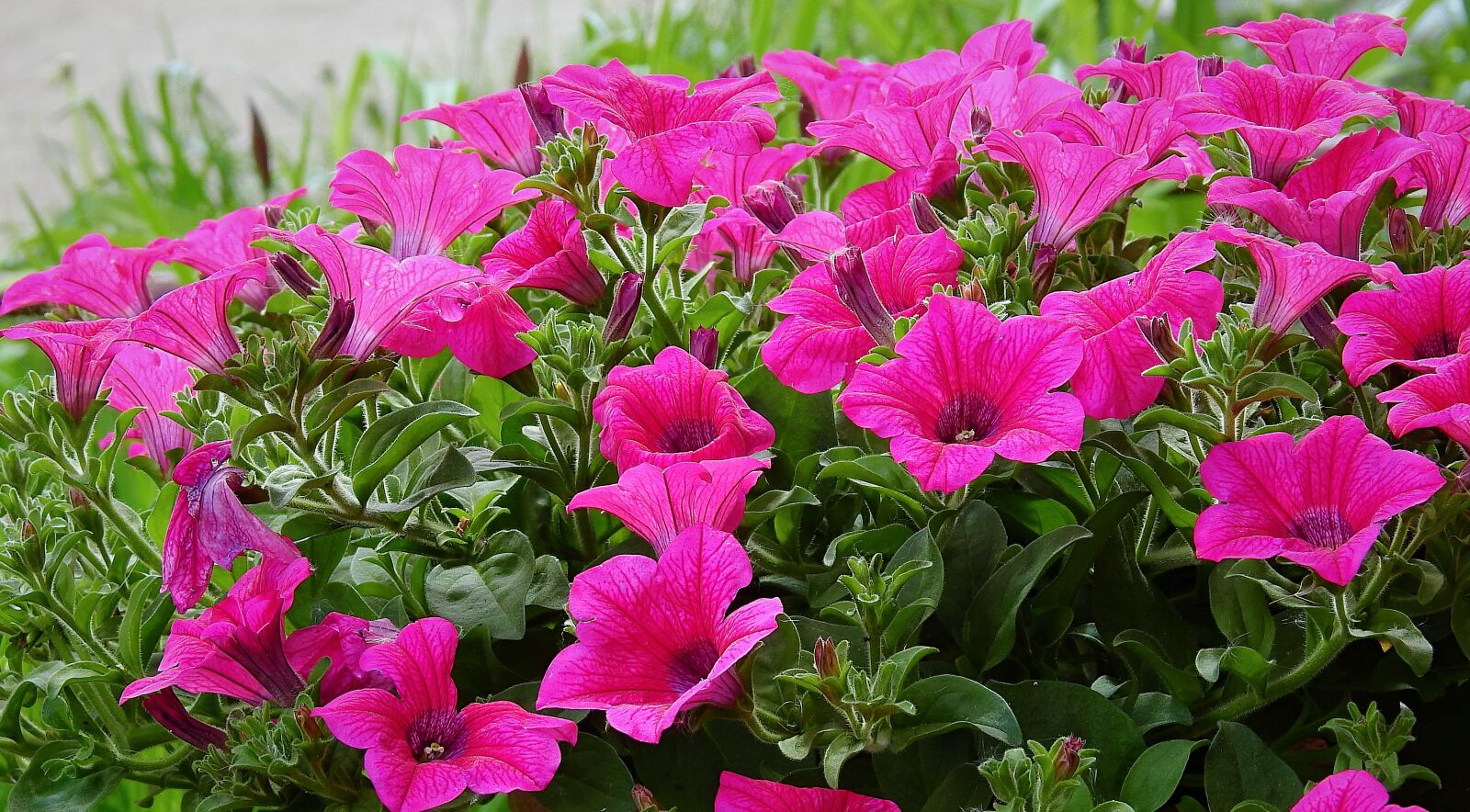 Nikon Coolpix P900 sample photo. Flowers, nature, beauty photography