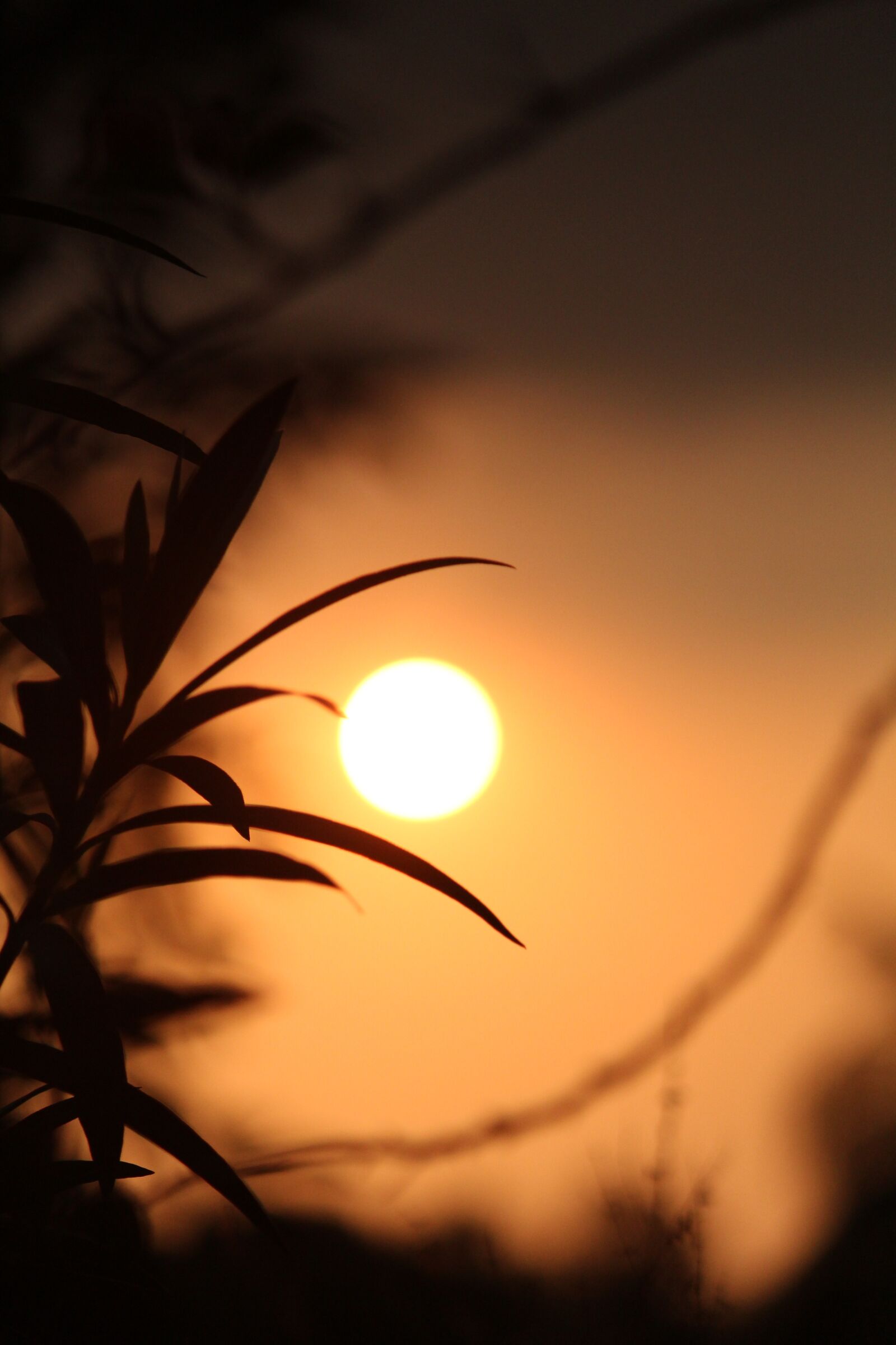 Canon EOS 1300D (EOS Rebel T6 / EOS Kiss X80) sample photo. Kerala, india, evening photography