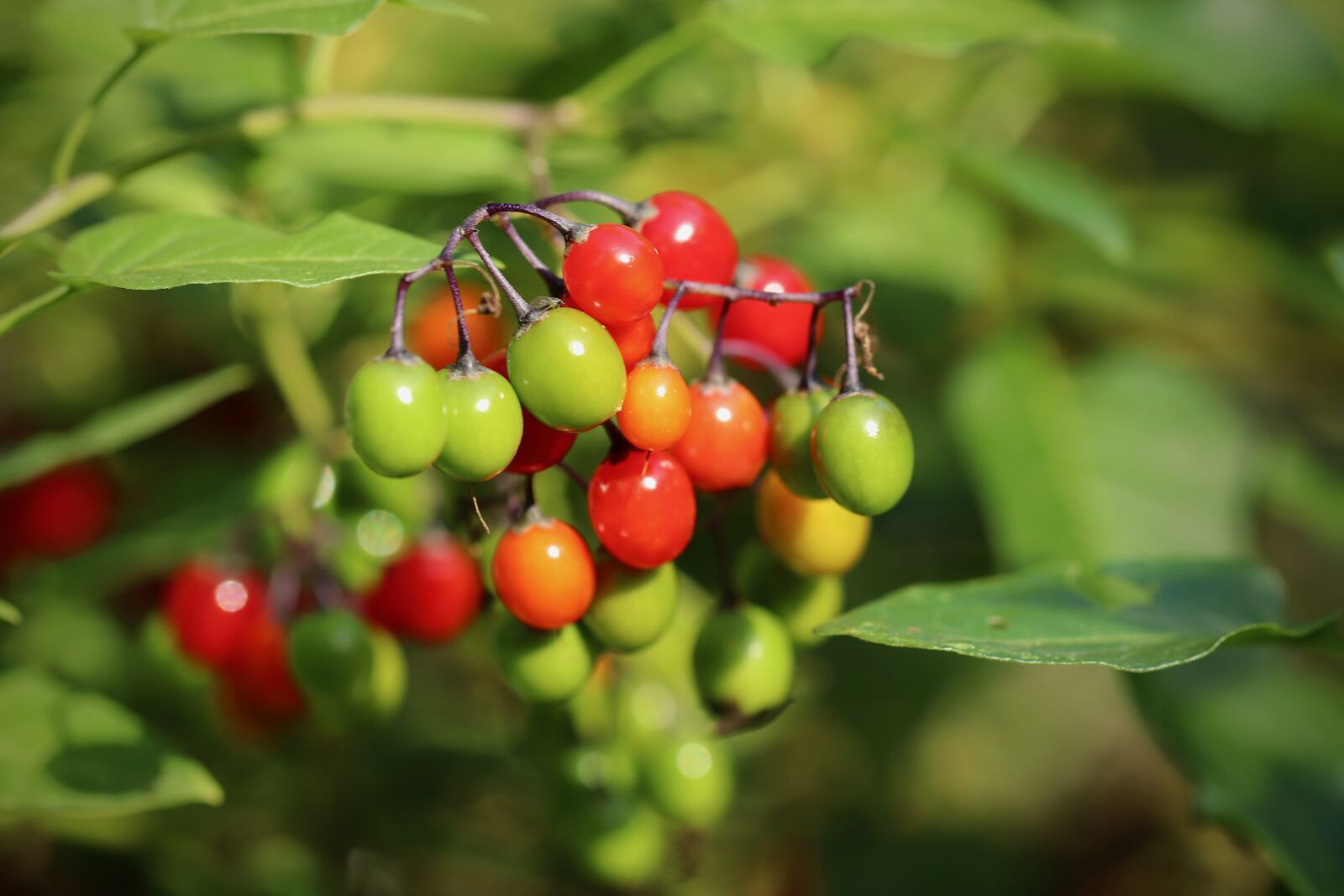 Canon EOS 800D (EOS Rebel T7i / EOS Kiss X9i) sample photo. Bittersweet nightshade, solanum dulcamara photography